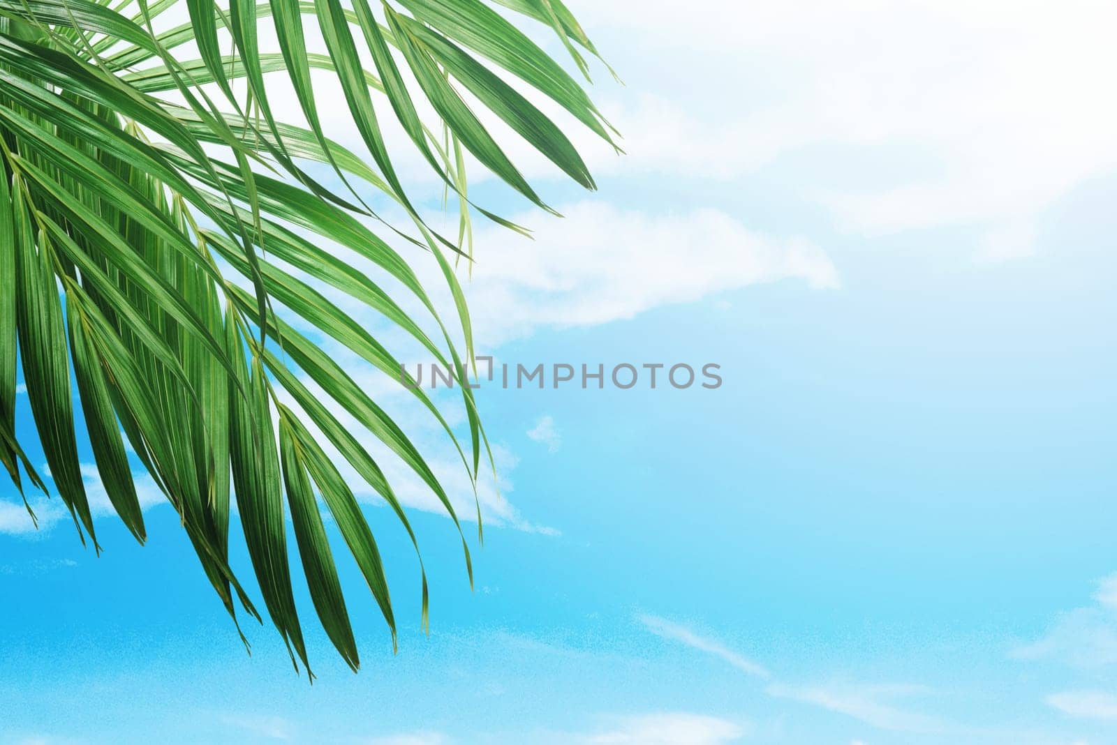 Palm branches with green leaves against blue sky background. Palm Sunday concept
