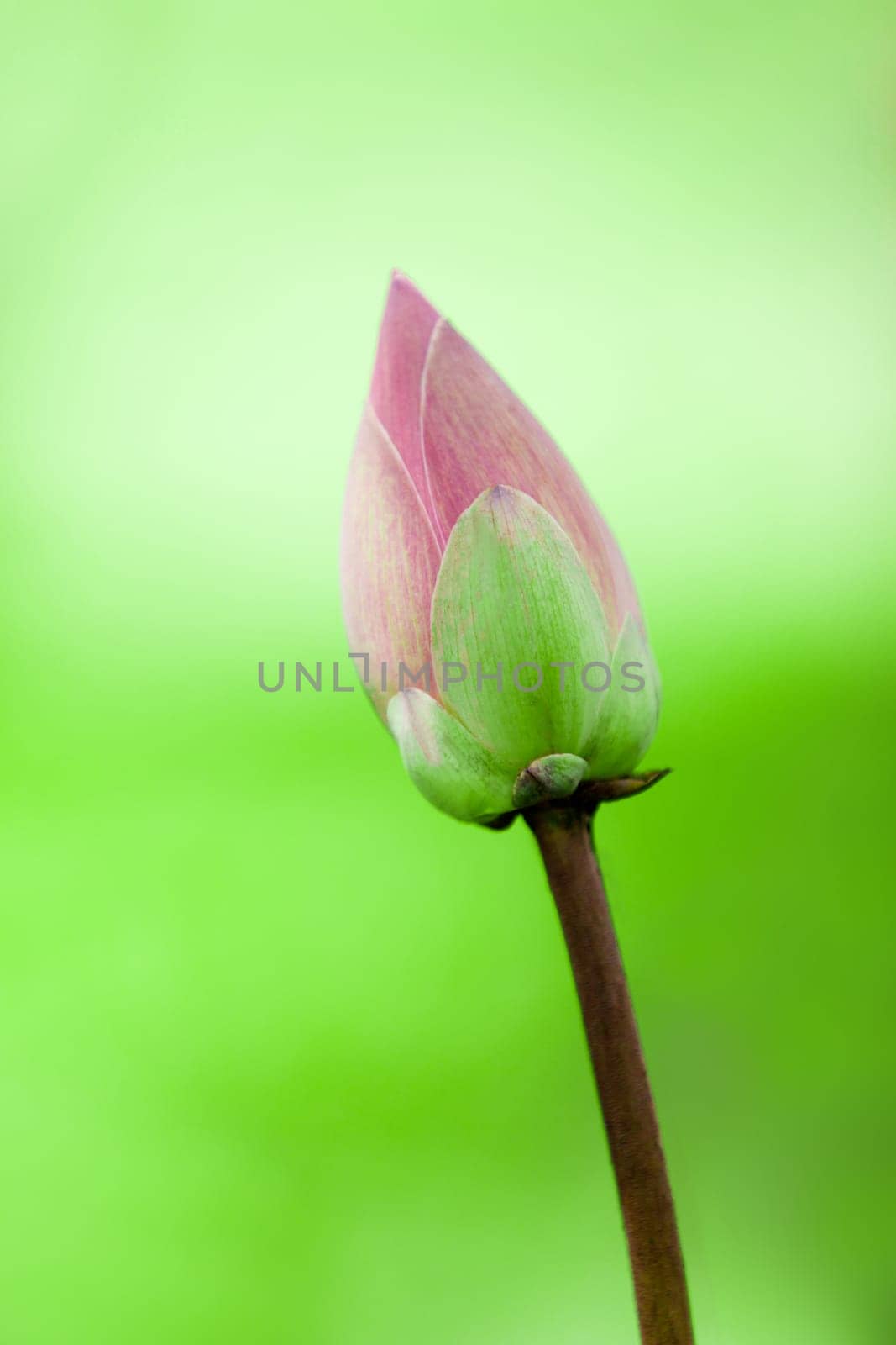 Beauty flower in Bali