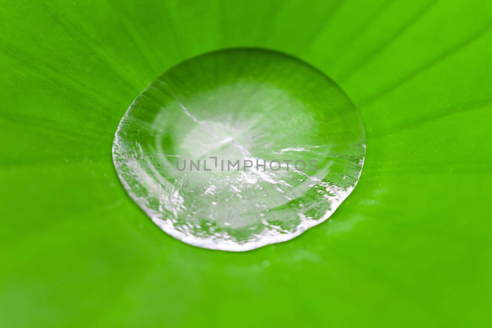 Water in the middle of Lotus Leaves