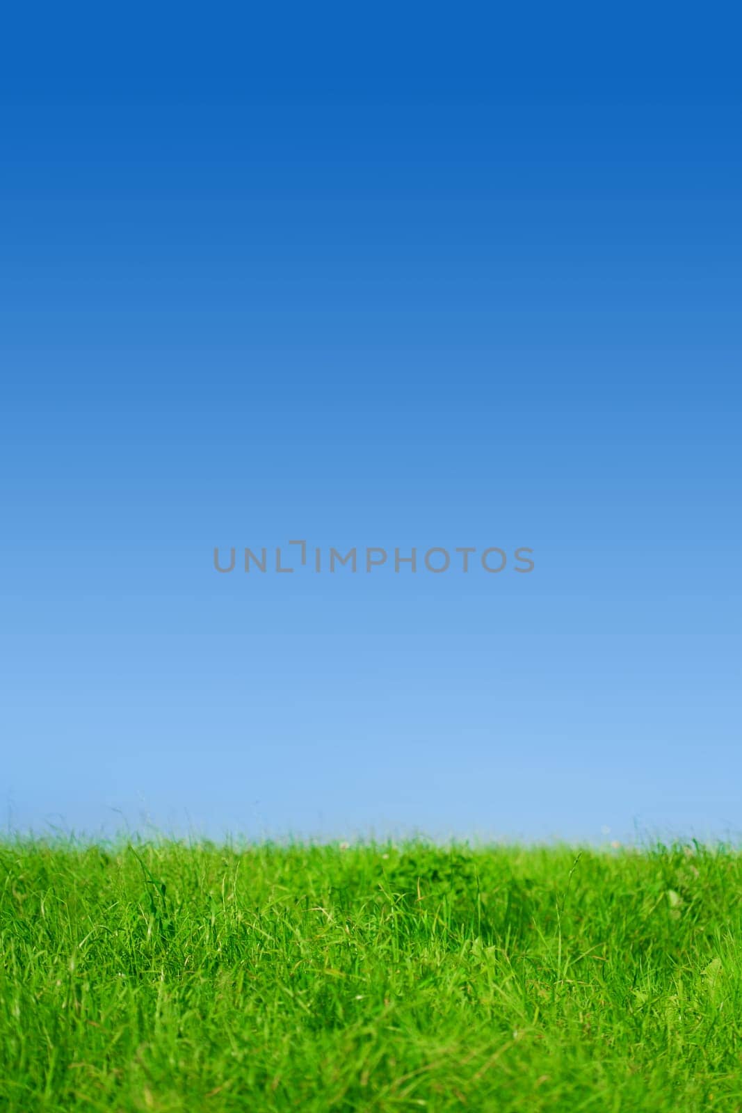 Fresh spring green grass, Panorama