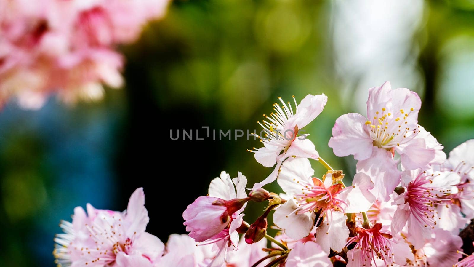 The pink beautiful sakura flower with nice background color