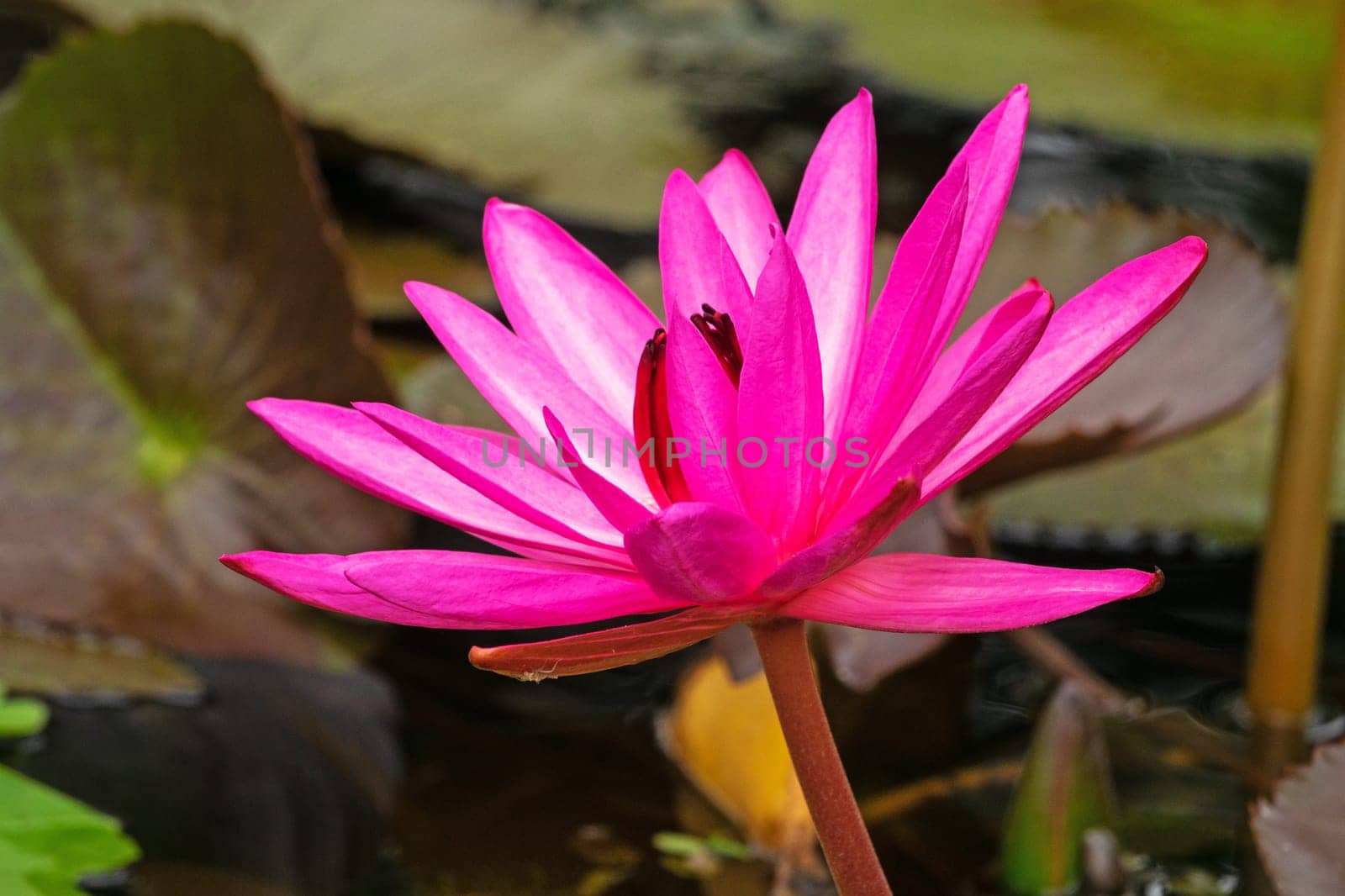 Lotus Water Lily Purple, close up of tropical flower