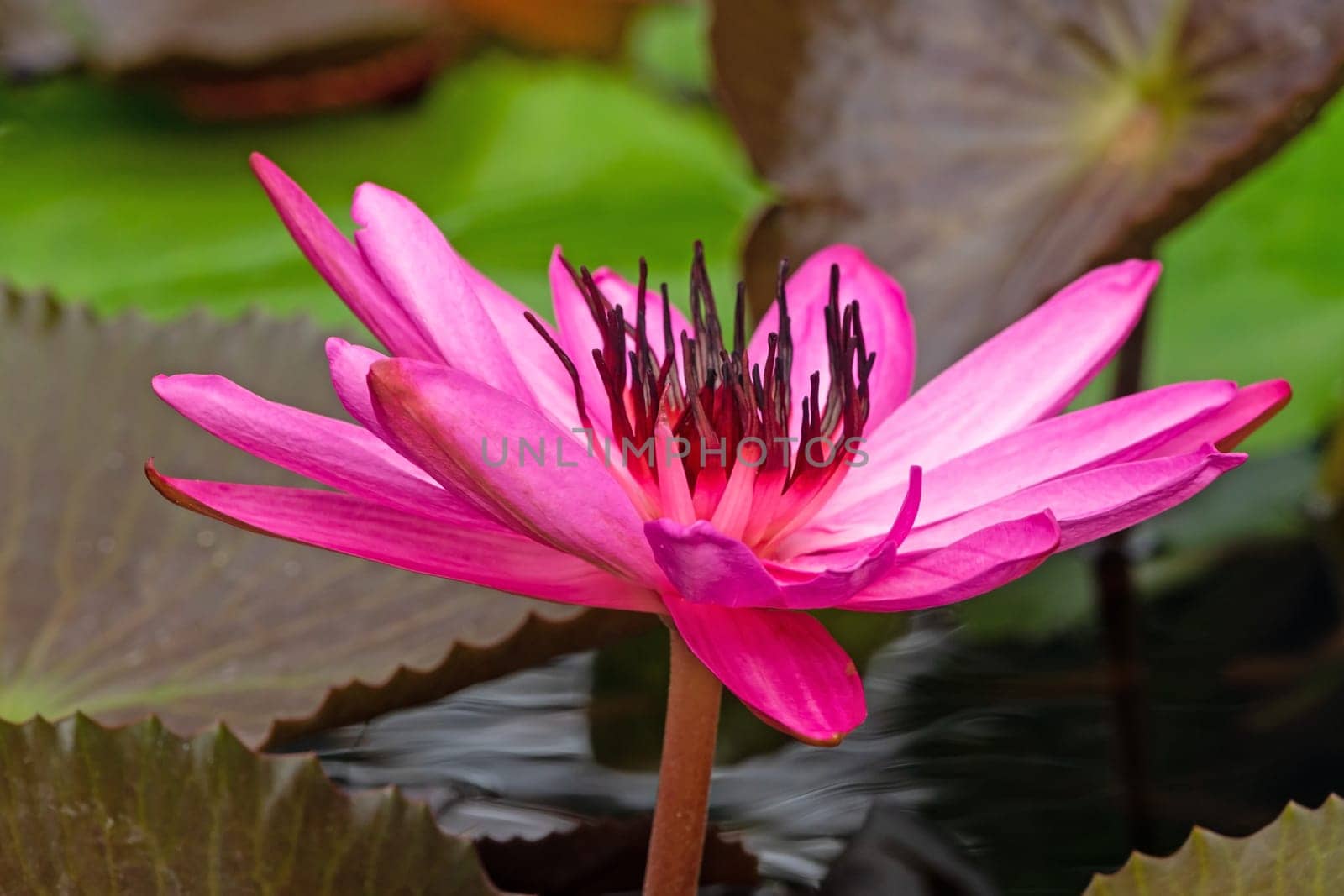 Lotus Water Lily Purple, close up of tropical flower