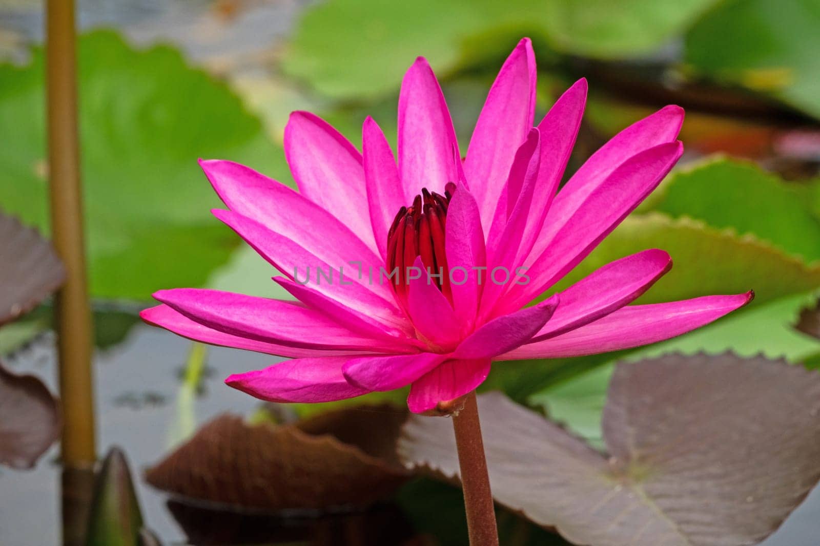 Lotus Water Lily Purple, close up of tropical flower