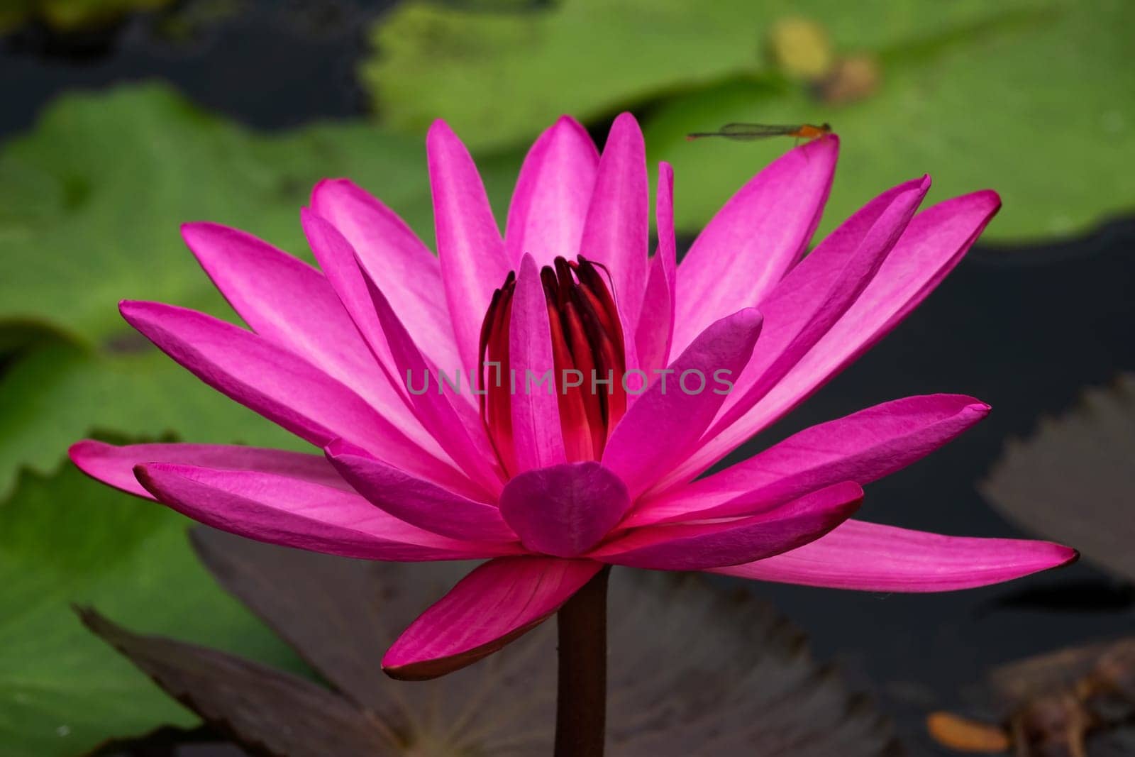 Lotus Water Lily Purple, close up of tropical flower