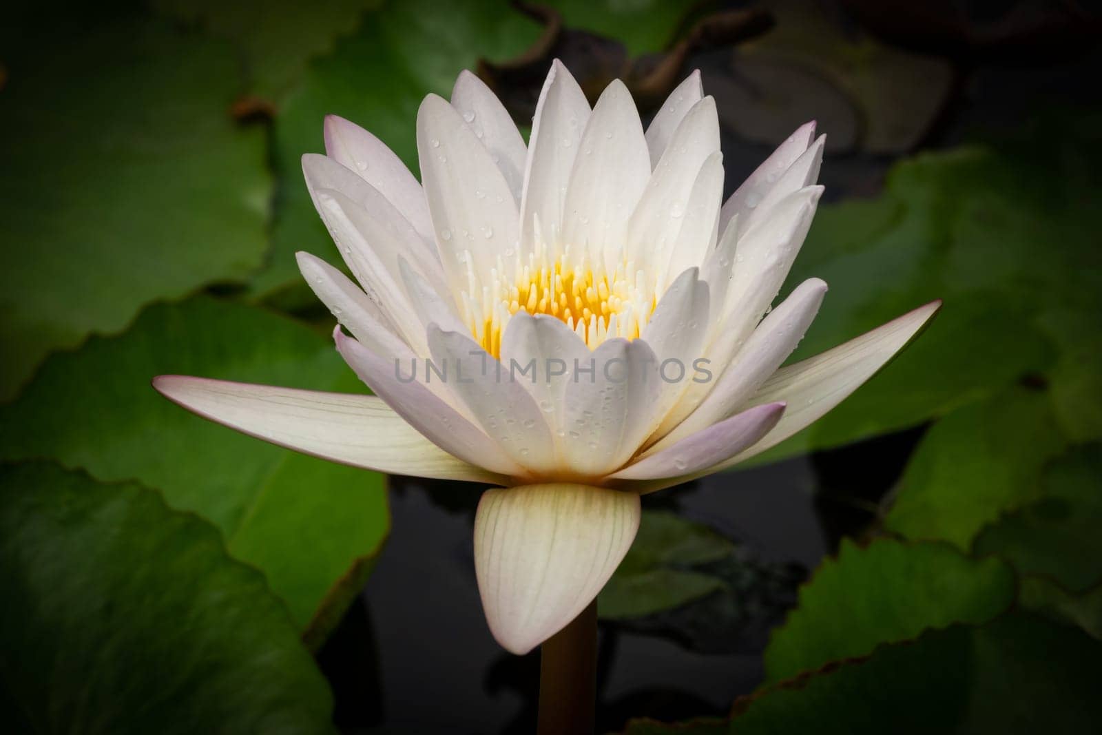 Lotus Water Lily White, close up of tropical flower