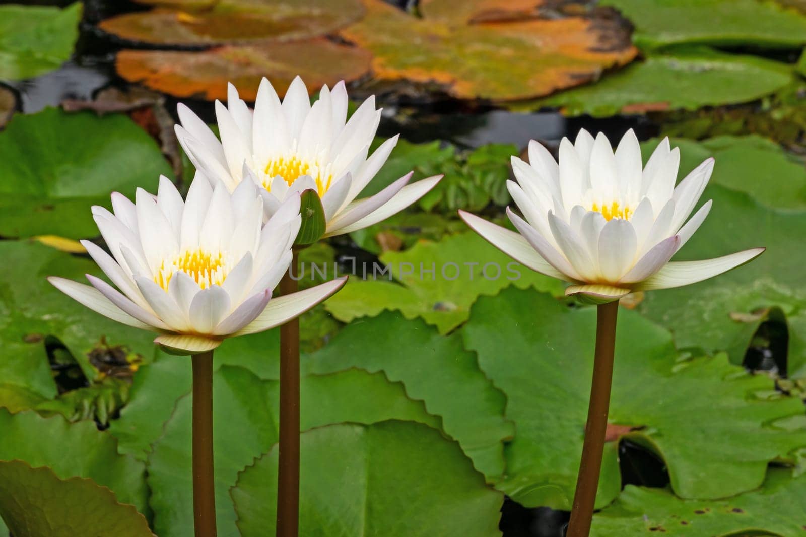 Lotus Water Lily White, close up of tropical flower