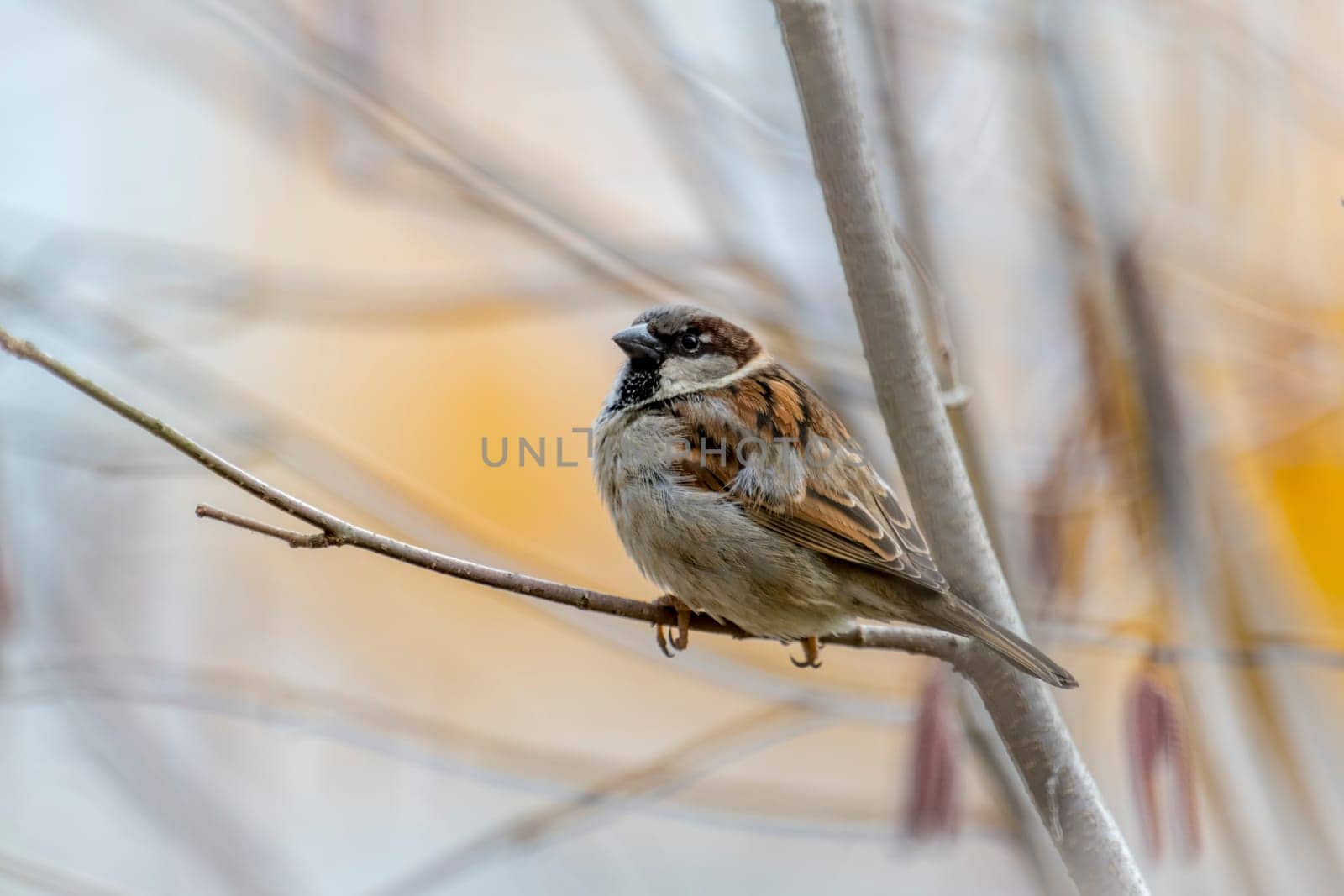 Male sparrow sits in a dense wintry shrubbery in front of blurred background