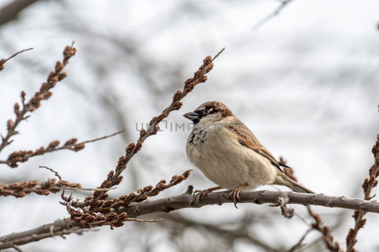 Male sparrow sits in a dense wintry shrubbery in front of blurred background