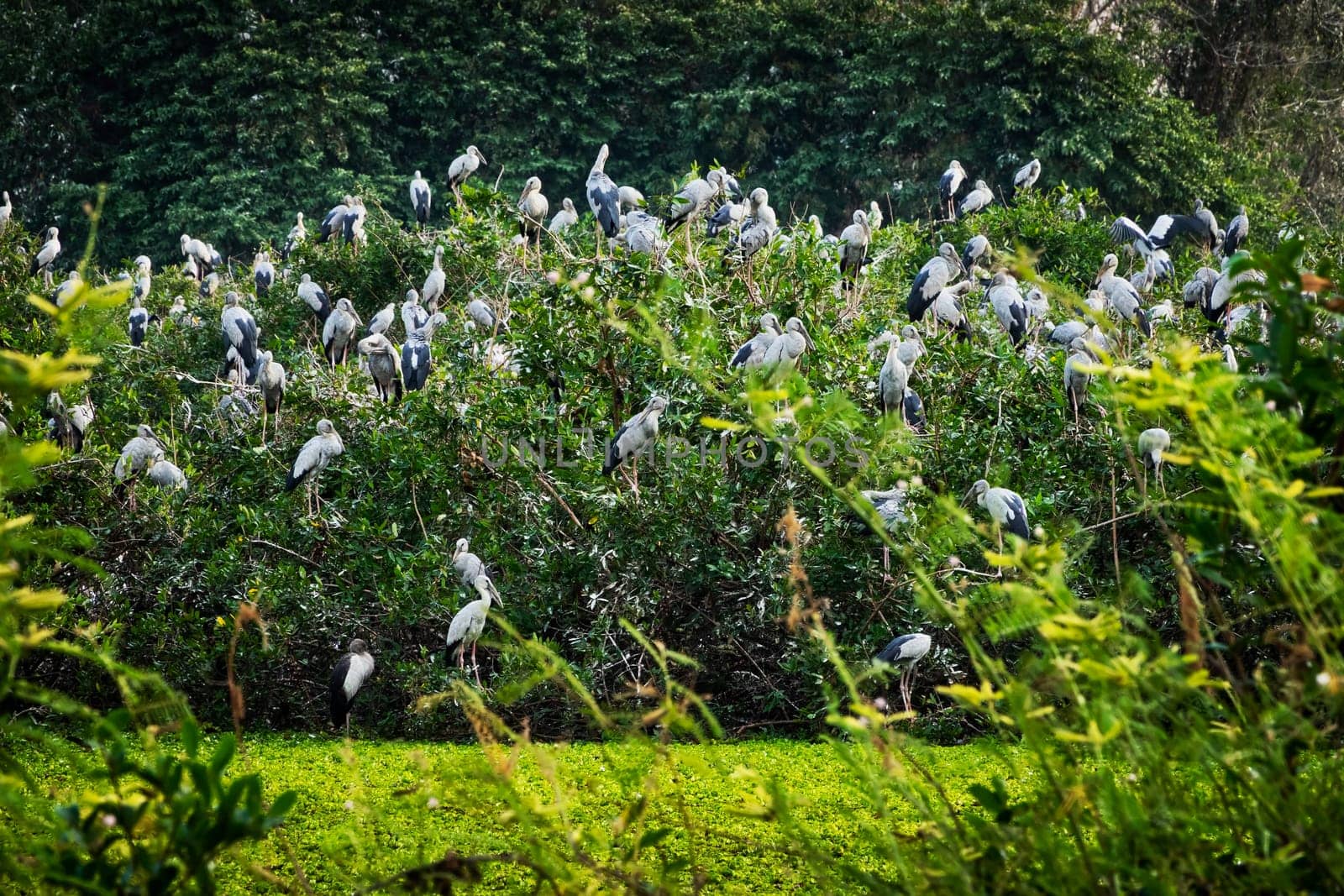 Heron Bird Watching, wildlife of great egrets in the nature