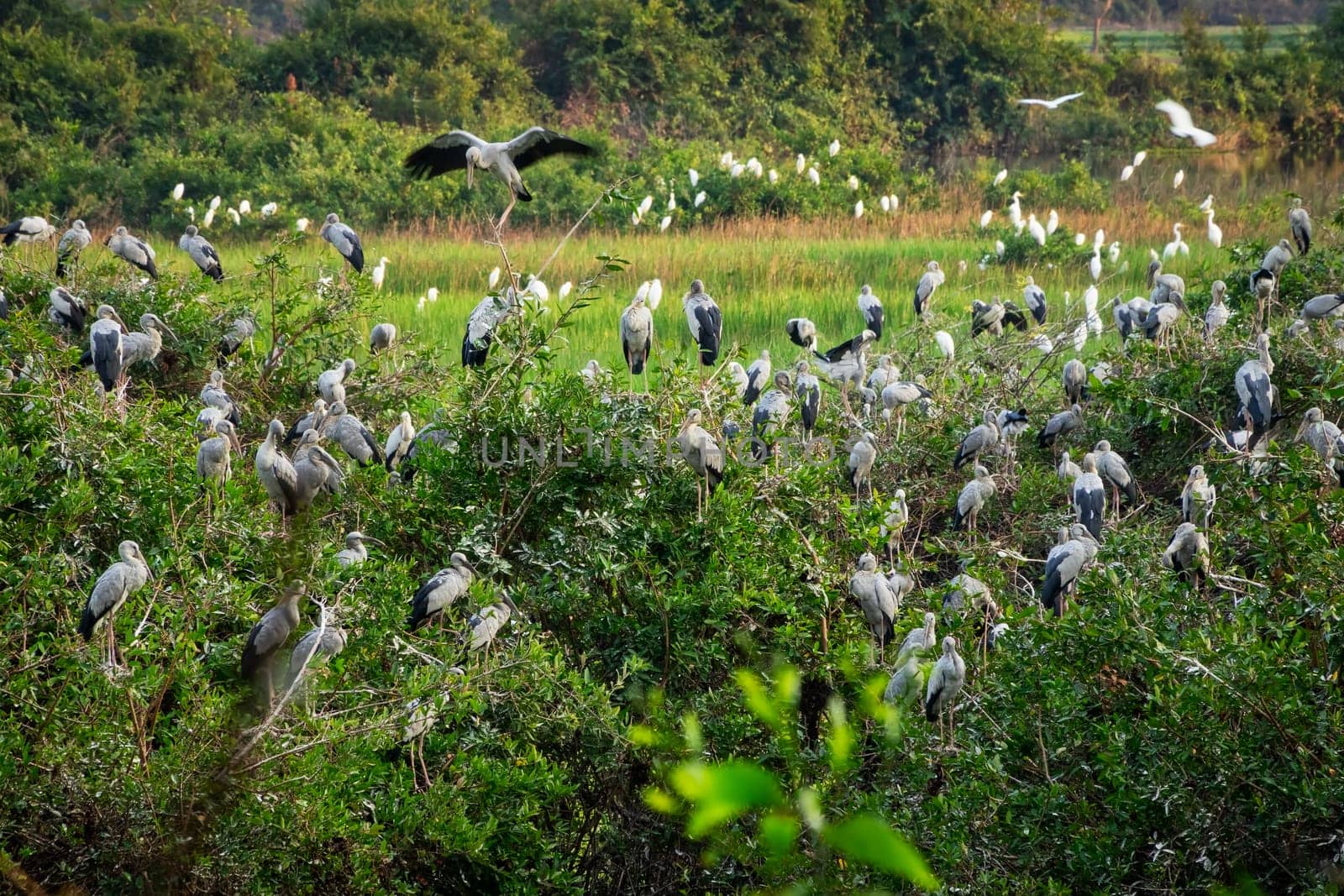 Heron Bird Watching, wildlife of great egrets in the nature