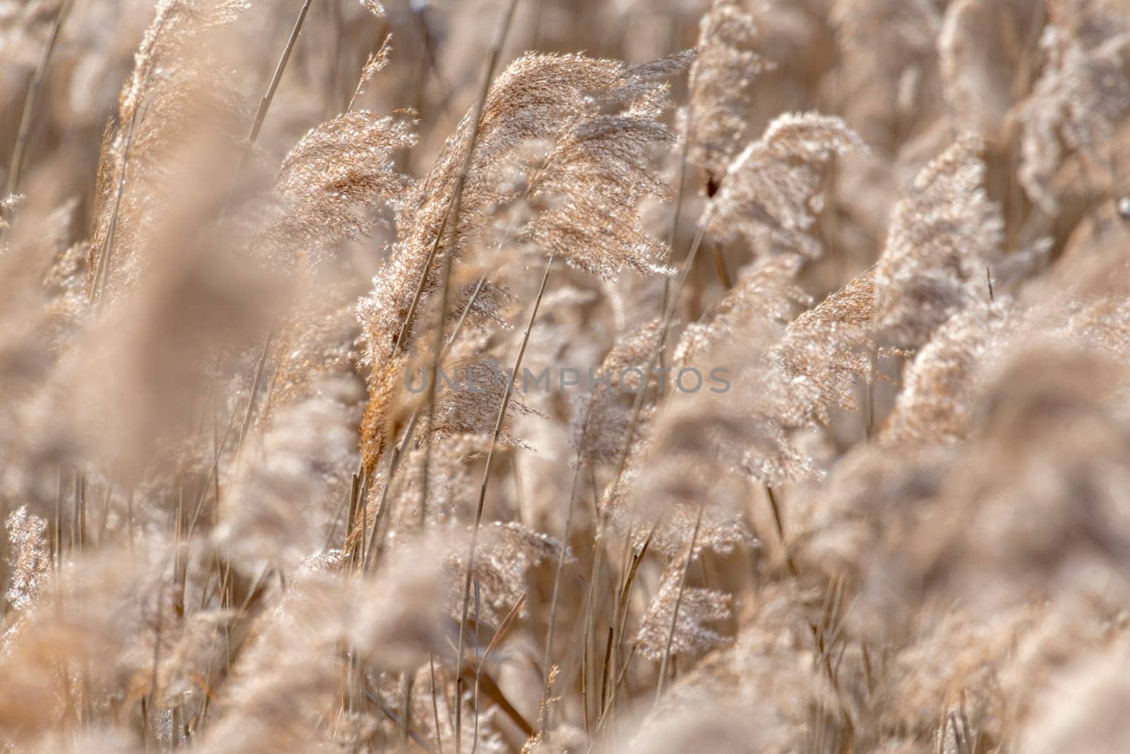 Dried reed with selective focus and blurred areas as a background