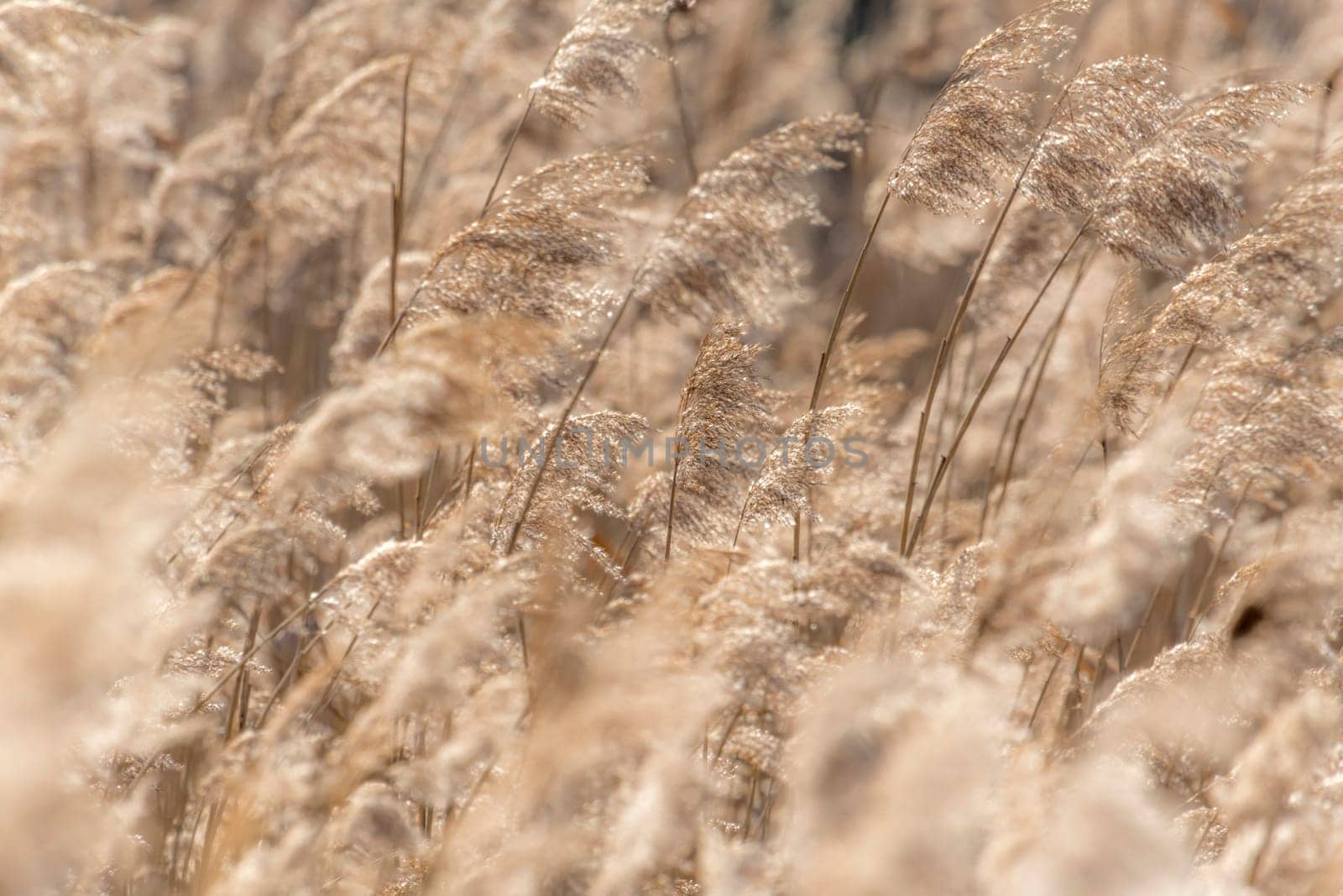 Dried reed with selective focus and blurred areas as a background