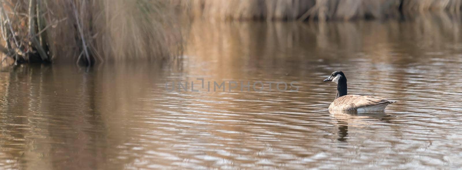 Canada goose floats in front of brown reed with plenty of text space on a lake