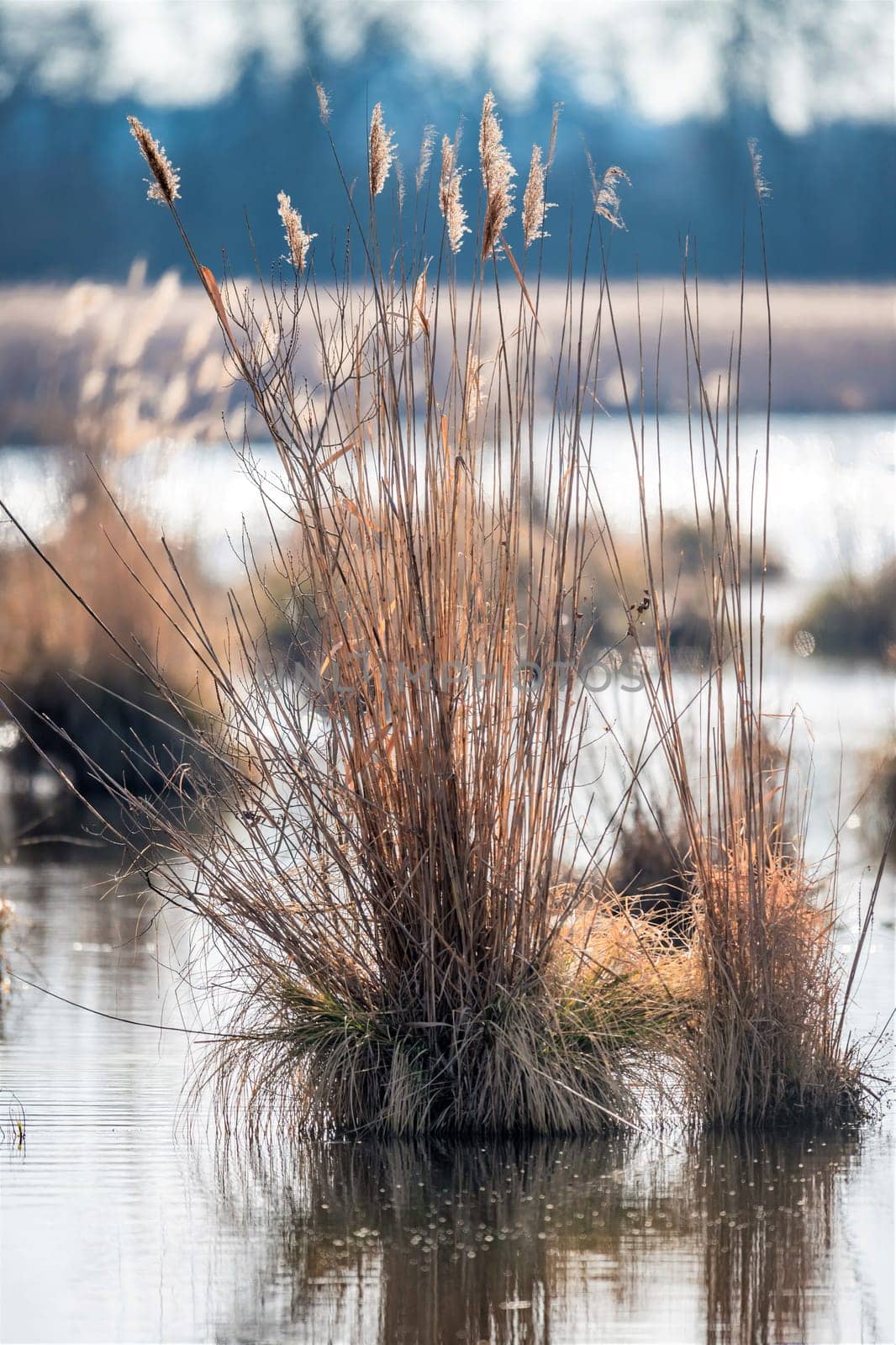Reed island with dry brouwn grass and reflections in the water