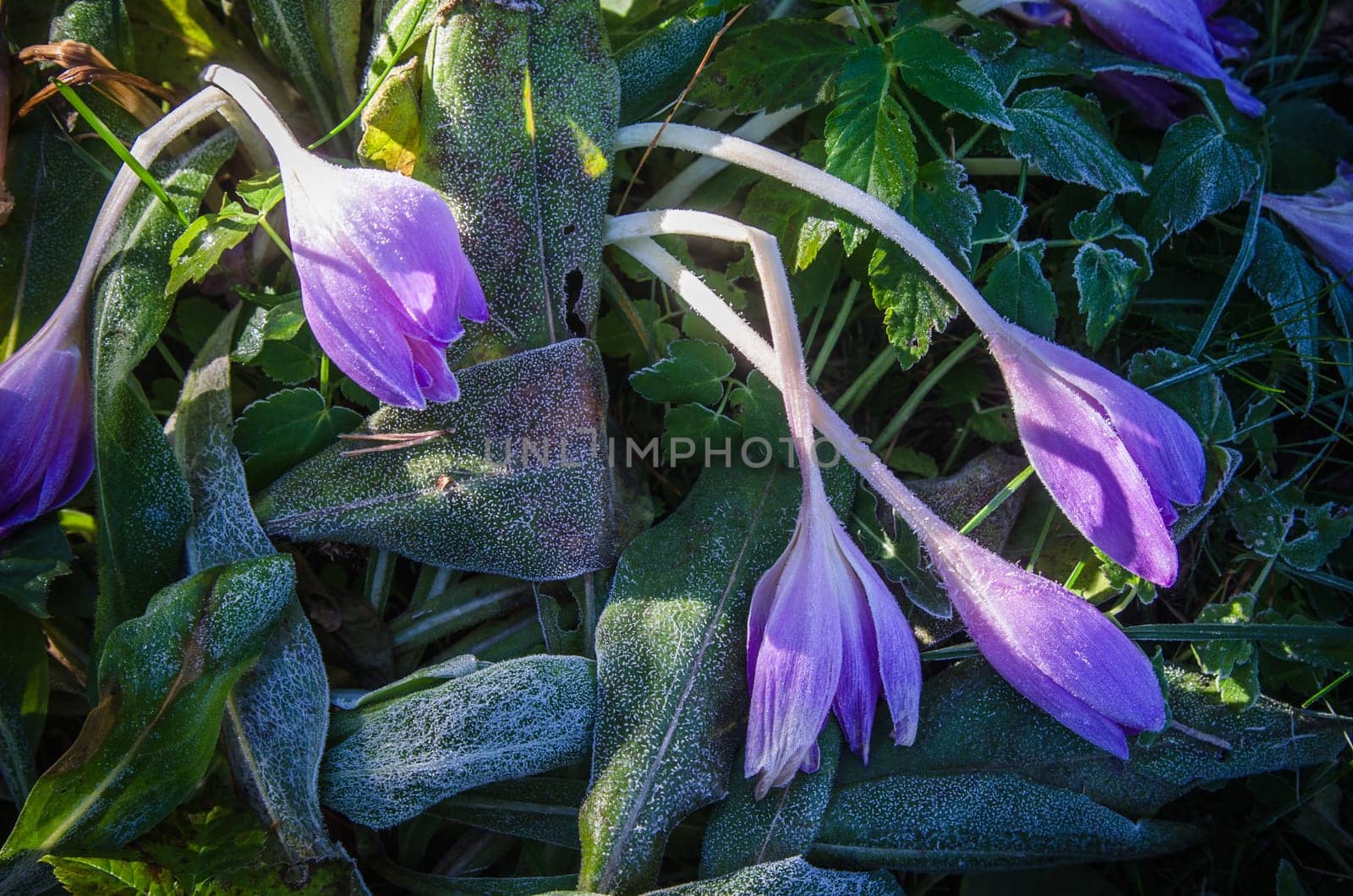 Crocuses in the frost, close-up
