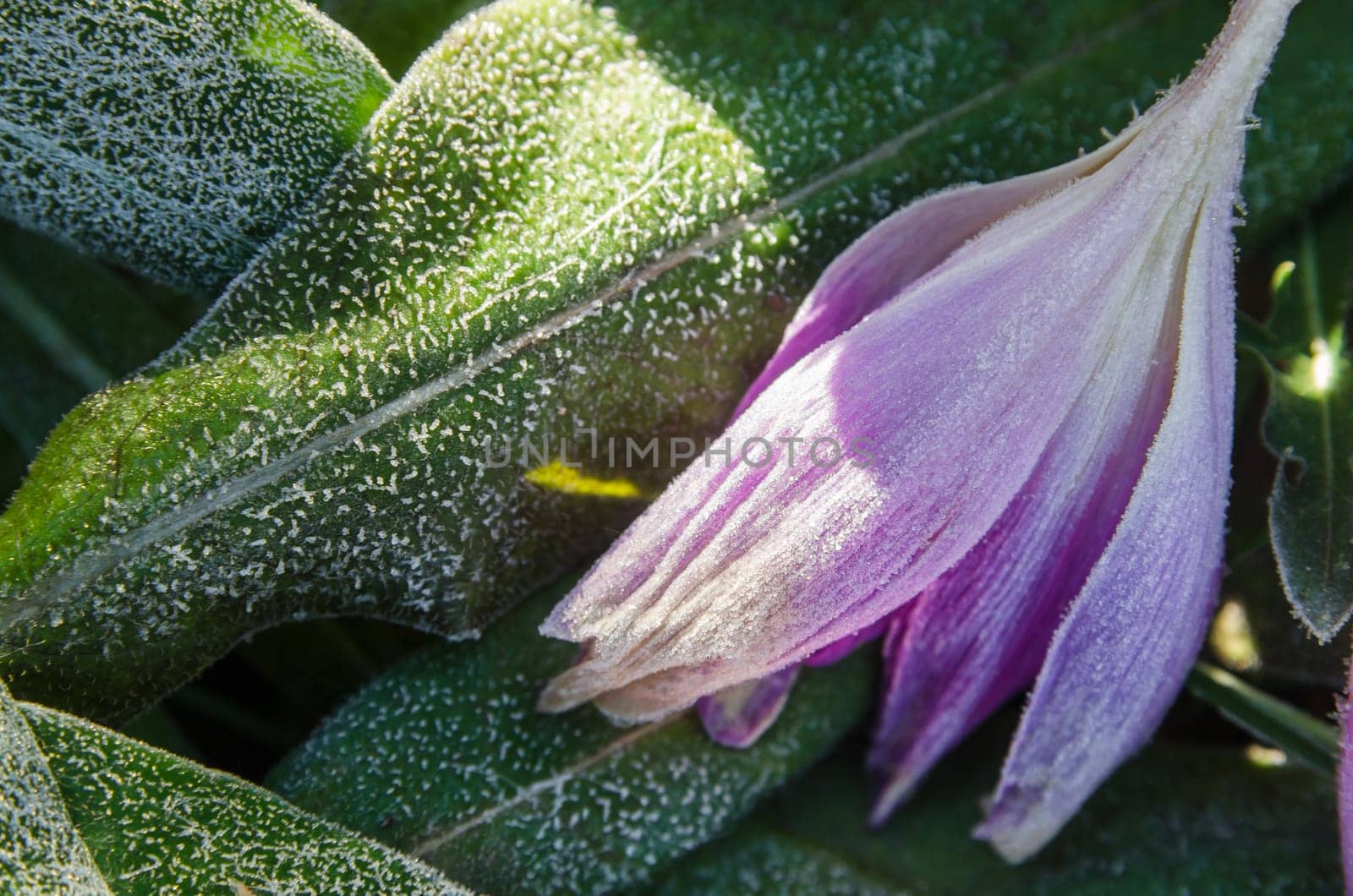 Crocuses in the frost, close-up