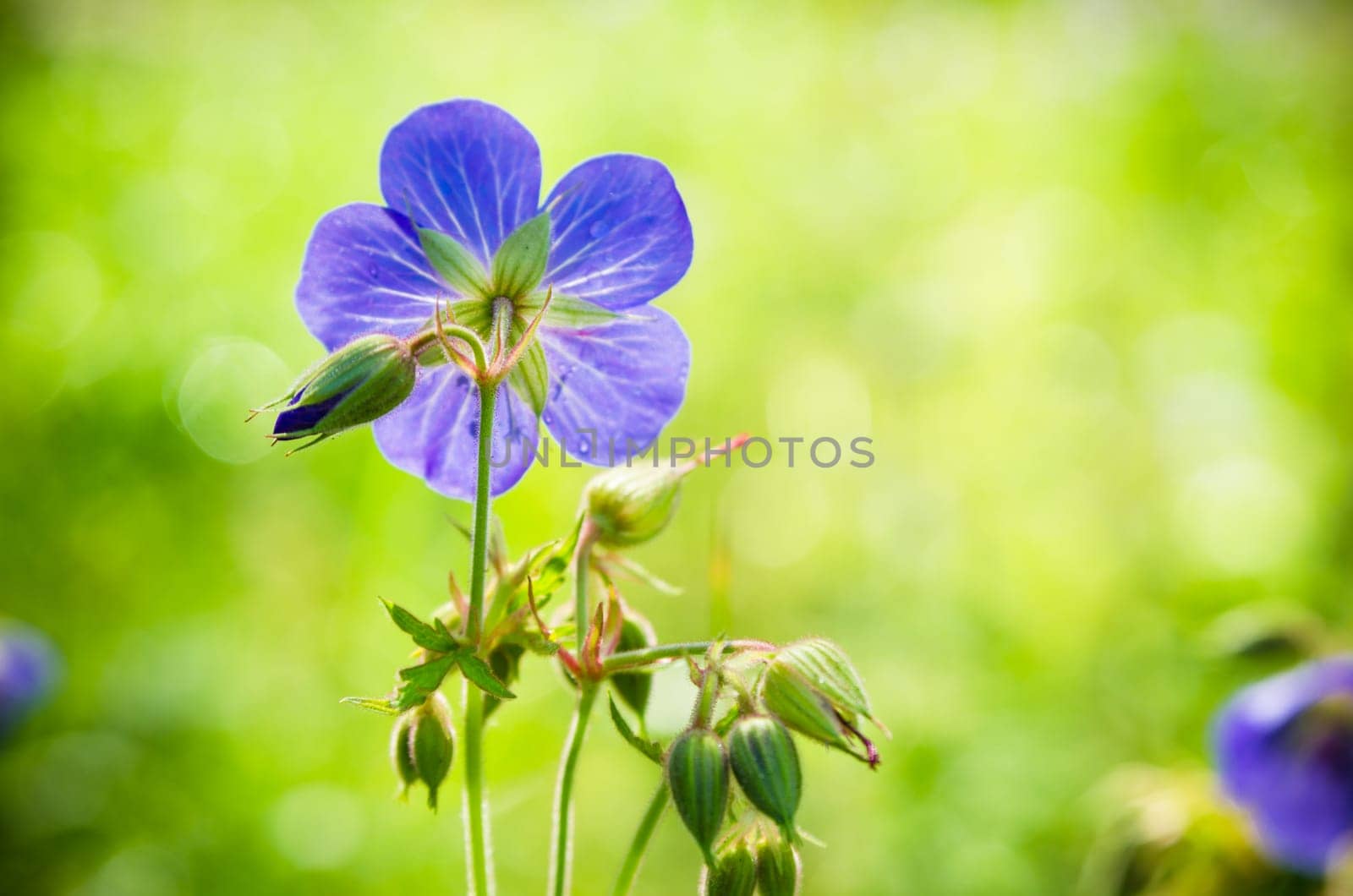 Flax flowers close up on the field.  Note: Shallow depth of field