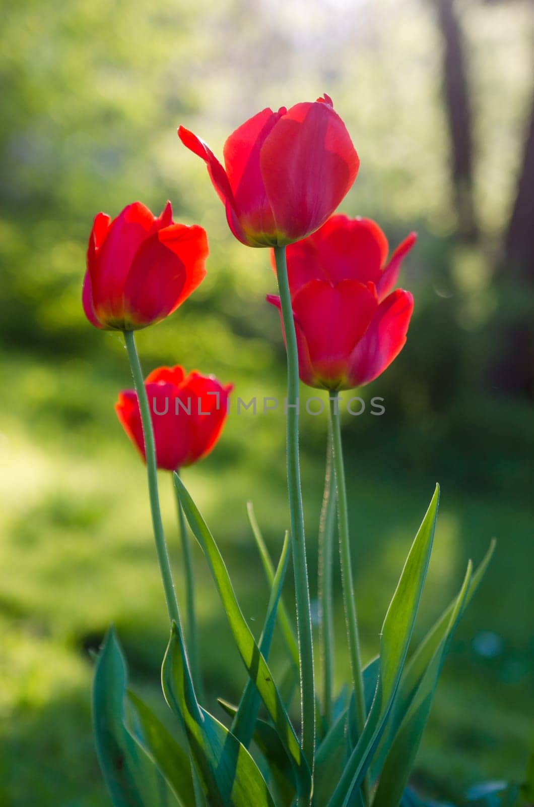 Red tulips in the garden, backlight.      Note: Shallow depth of field