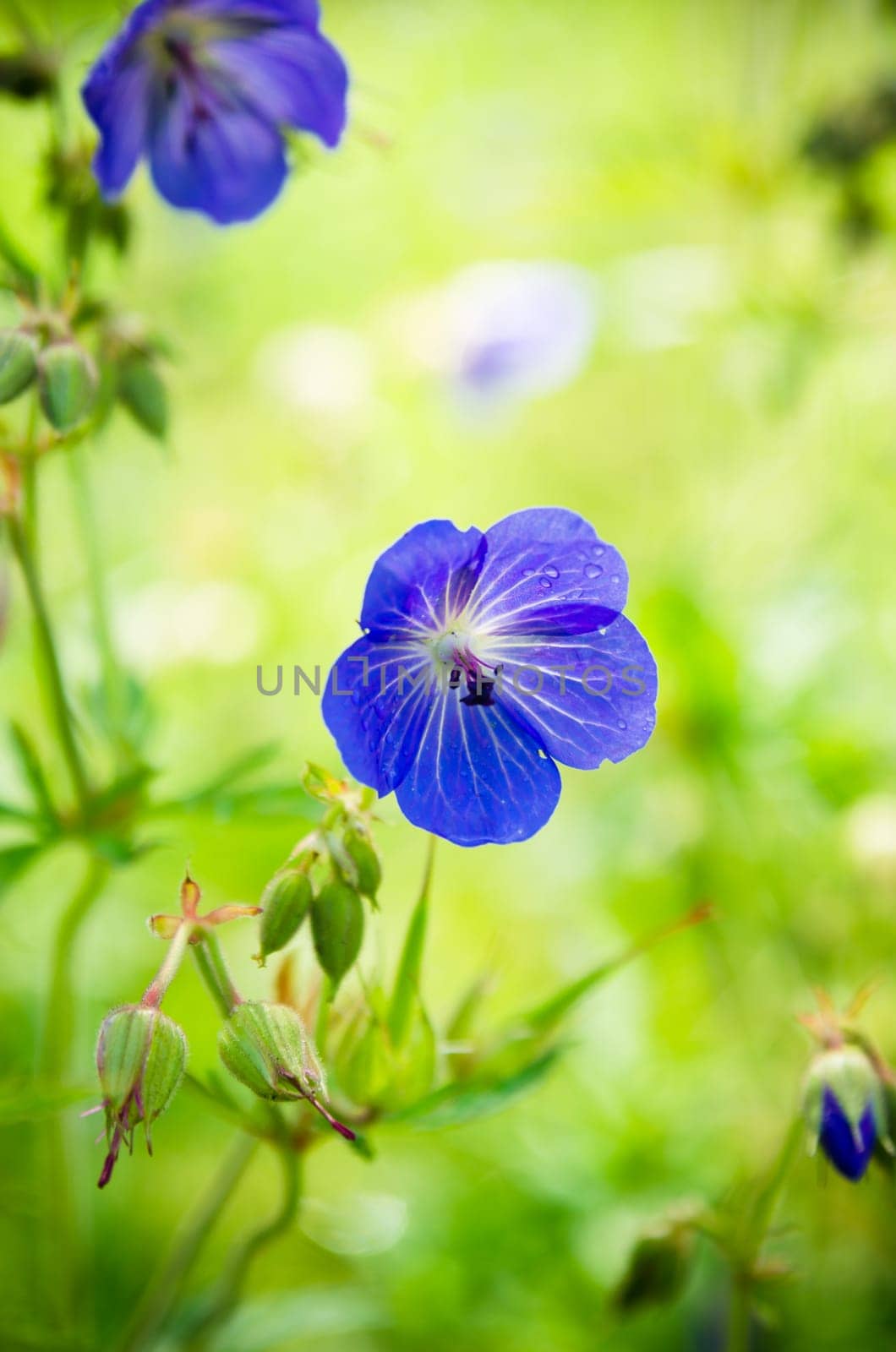 Blue flowers of the field   Note: Shallow depth of field