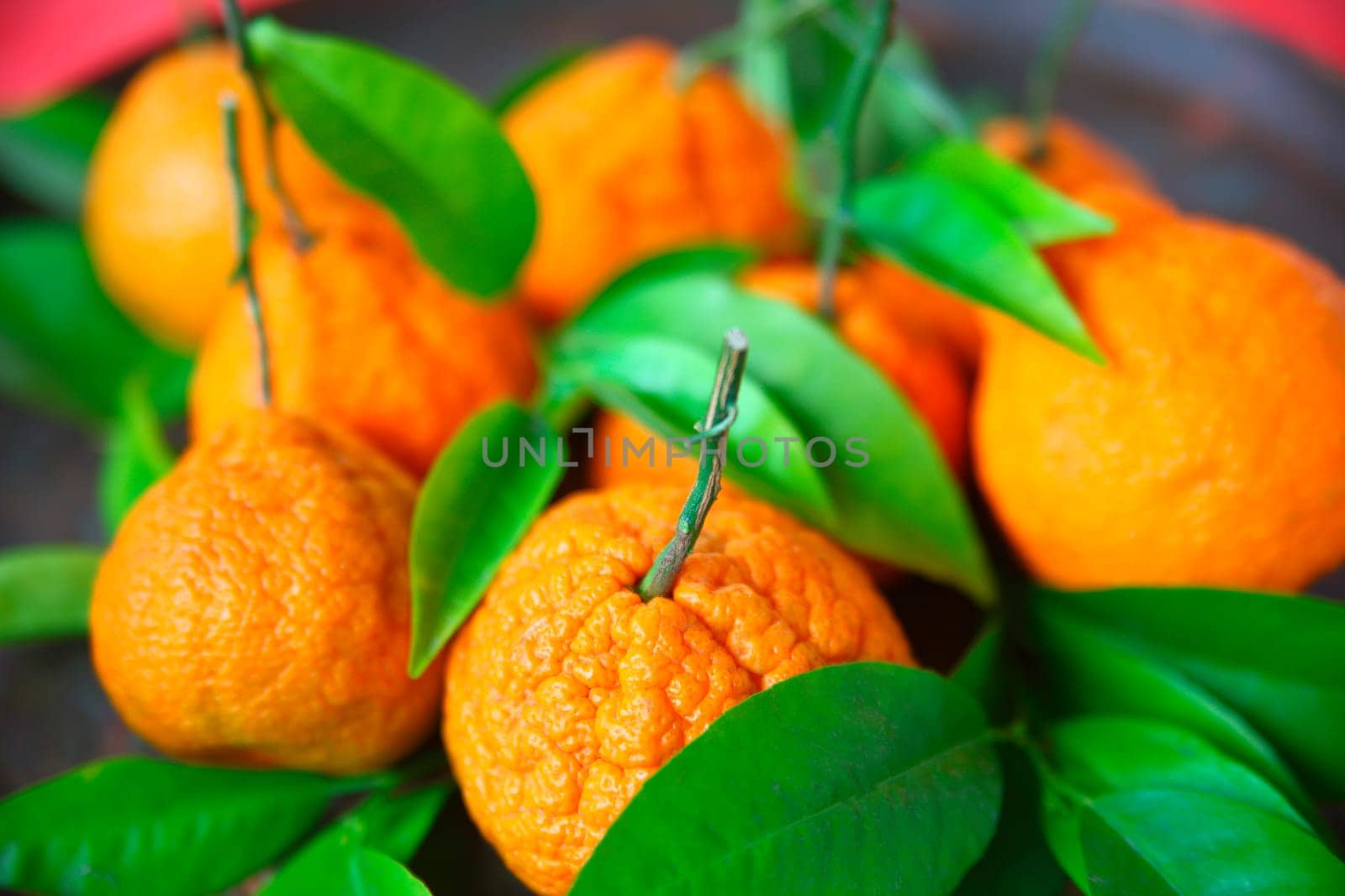 Fresh citrus fruit and foliage