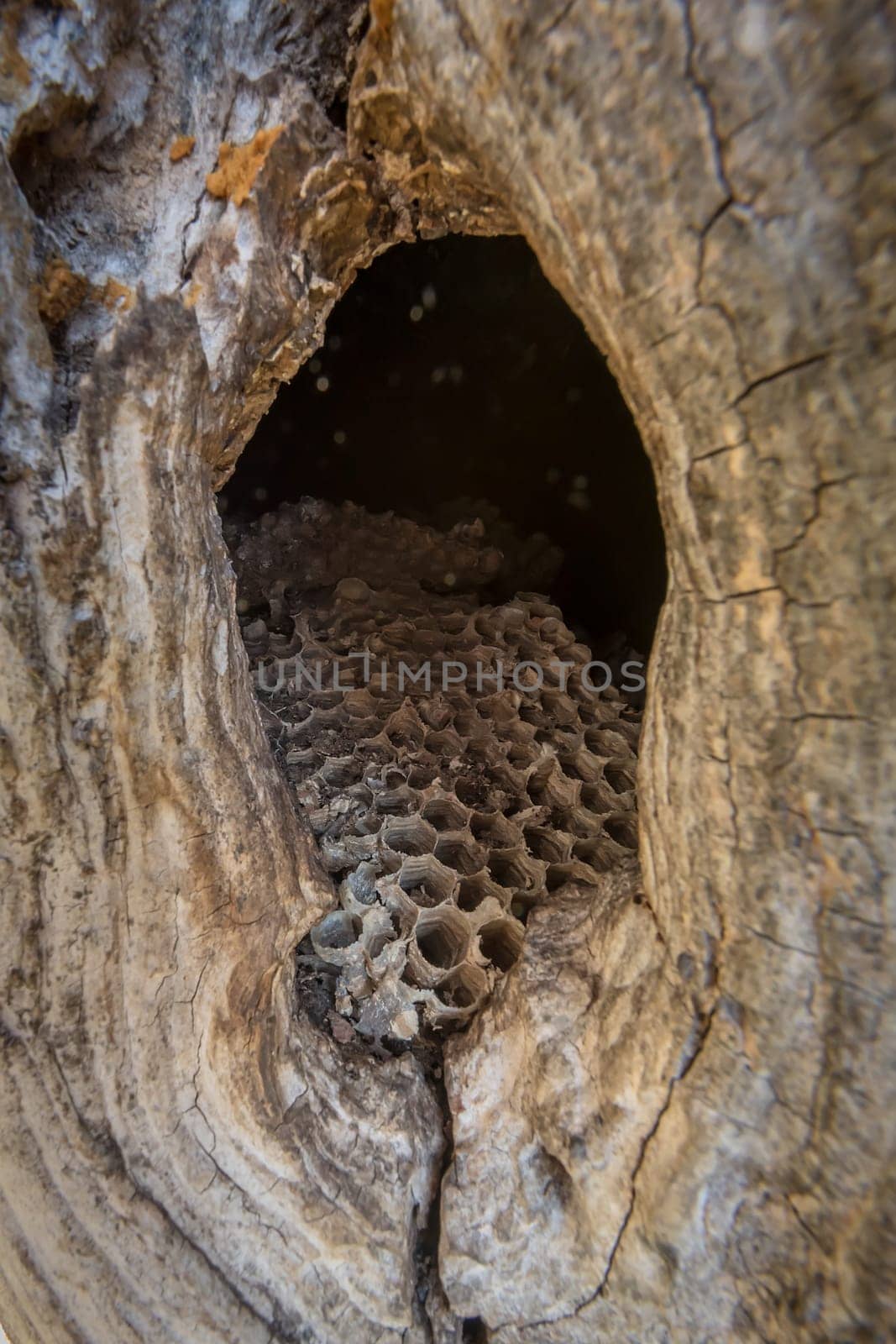 Old abandoned hornet nest with honeycombs in a tree hollow