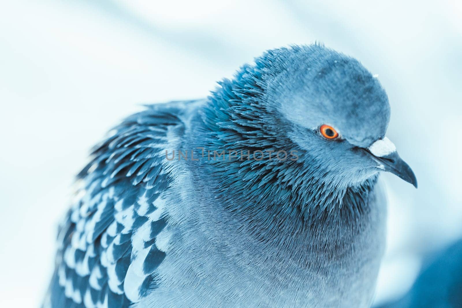 pigeon on the branch perched in the winter afternoon.