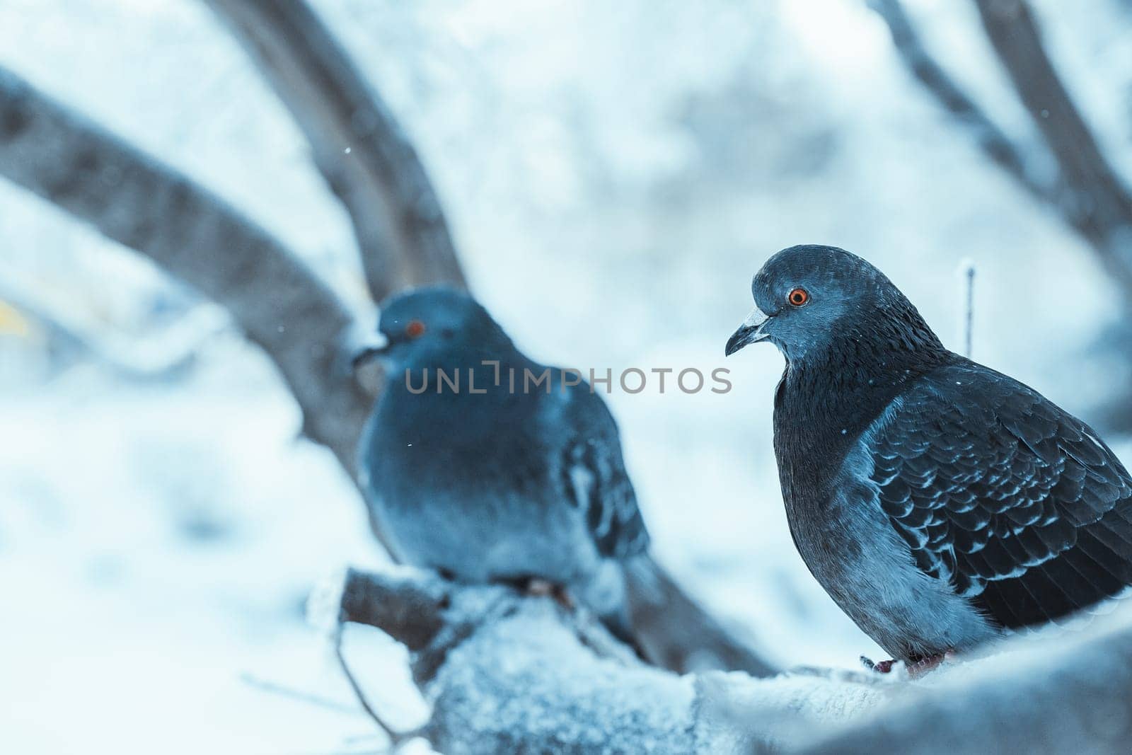 pigeons sitting hunched on a branch in the winter day.