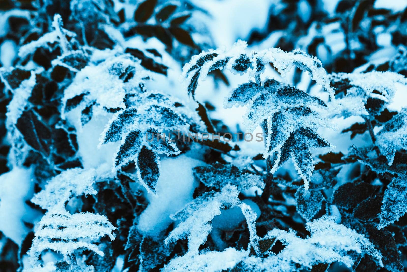 barberry close up branches in the snow.