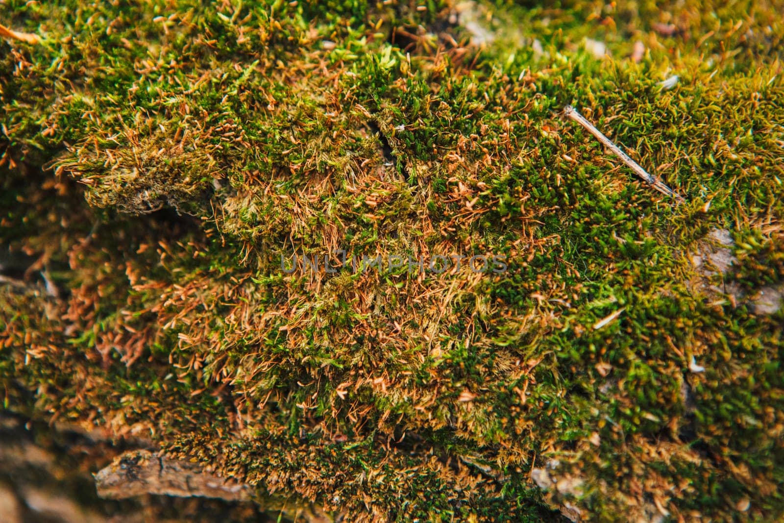 green moss on autumn trees close up.