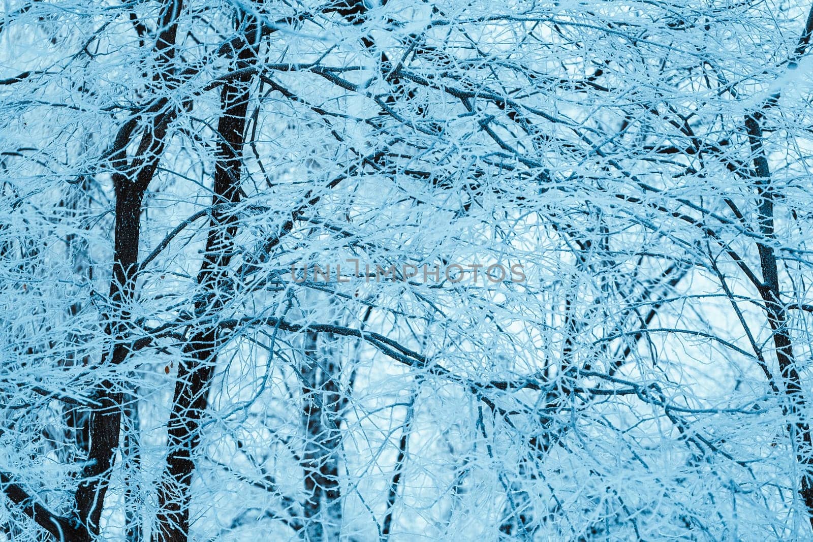 winter forest and branches in the snow during the day.