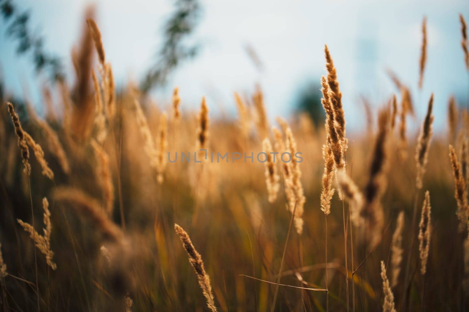 beautiful autumn field several spike close up.