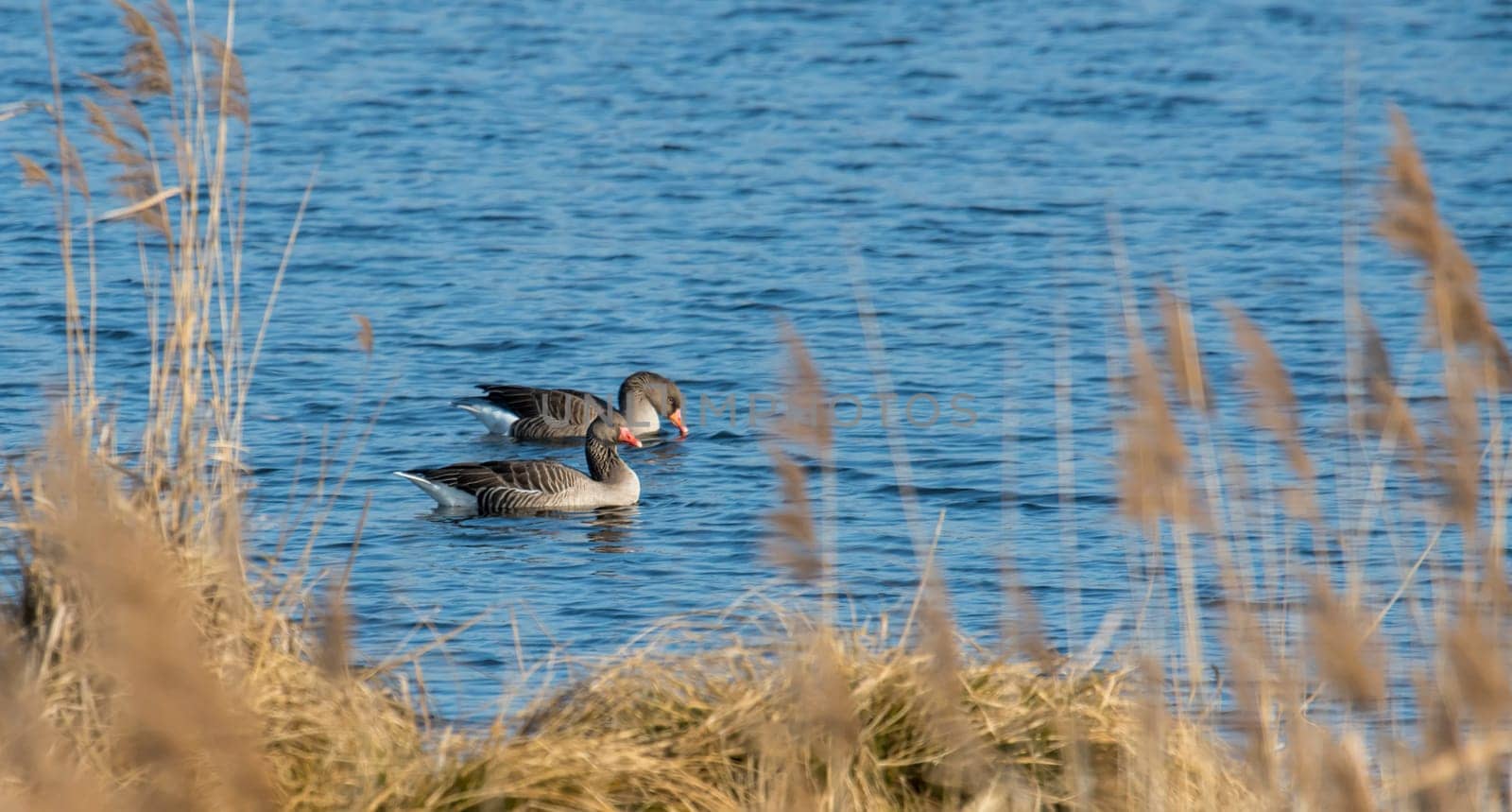 greylag floats in front of brown reed with plenty of text space on a lake