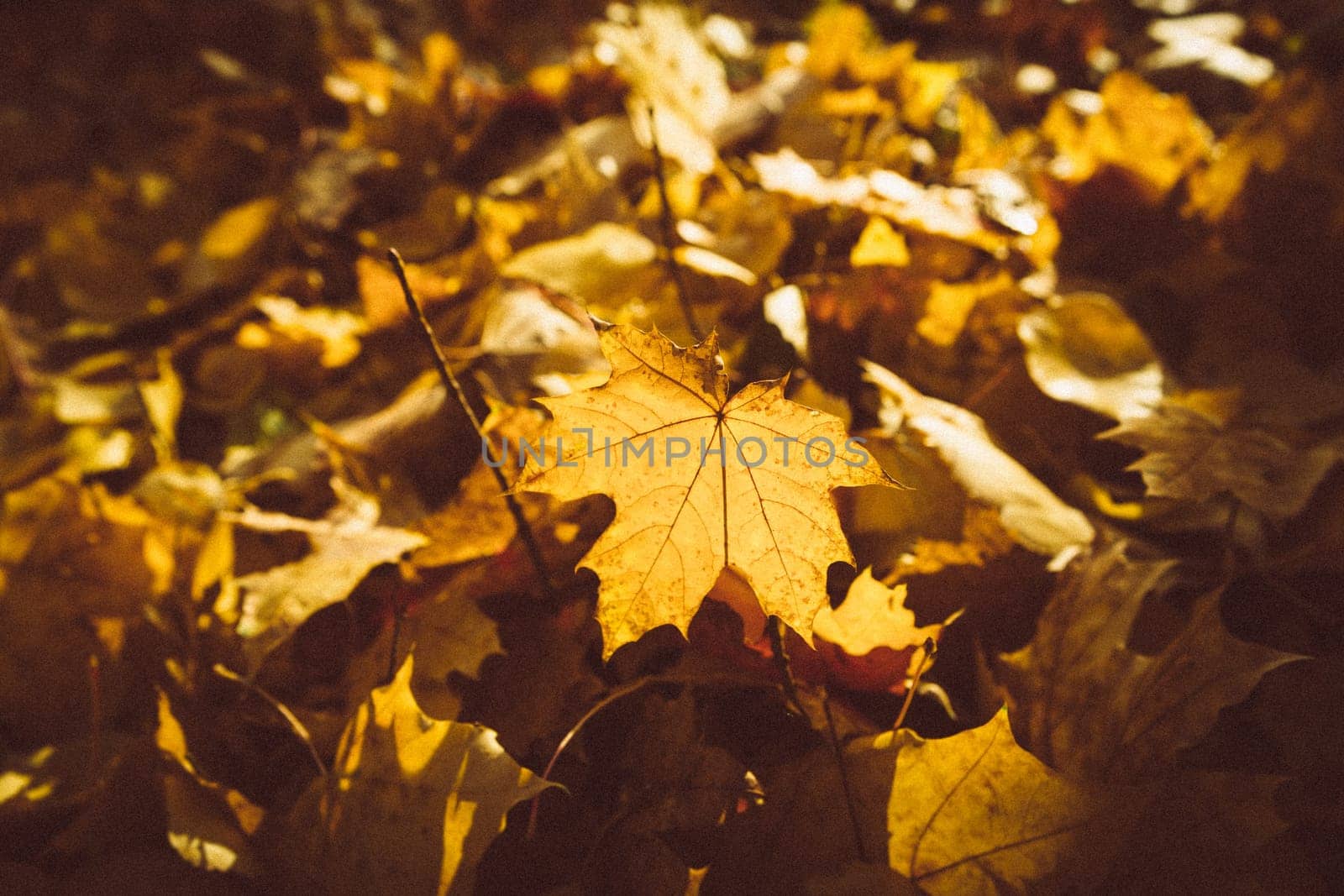 Orange yellow tree leaf forest autumn beauty nature.