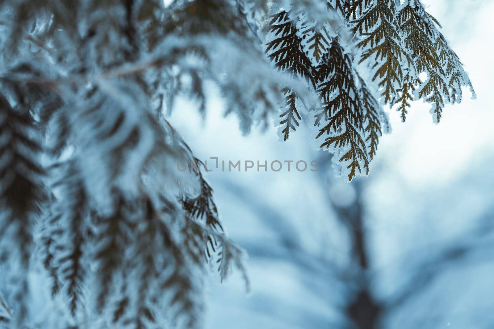 winter light dark green larch branches in the snow.