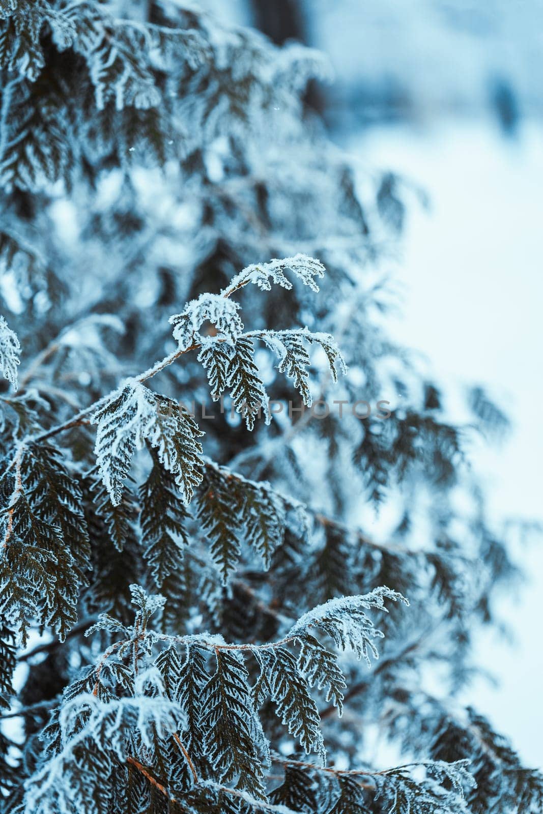 winter light dark green larch branches in the snow.