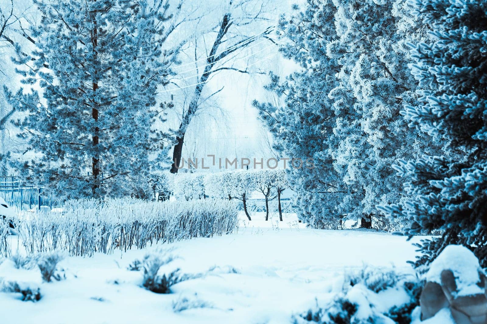 winter forest and branches in the snow during the day.