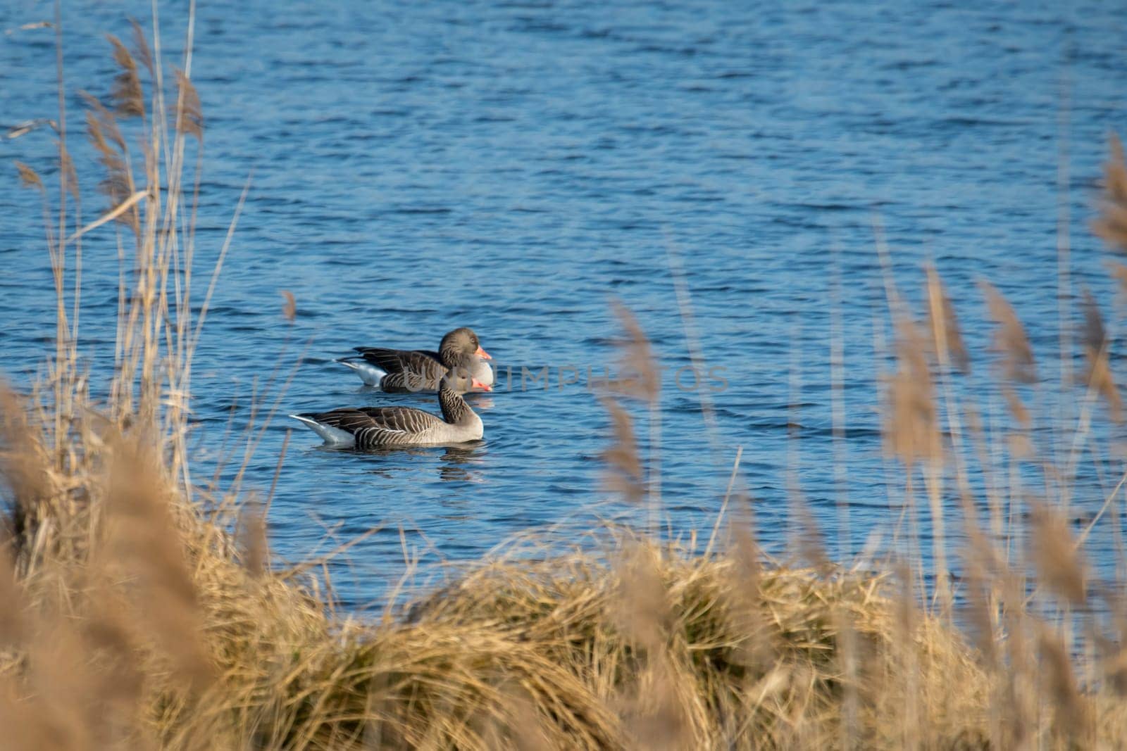 greylag floats in front of brown reed with plenty of text space on a lake