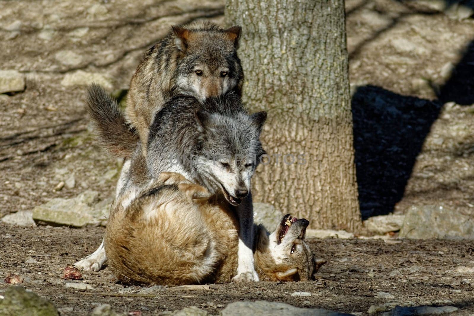 Timber Wolf