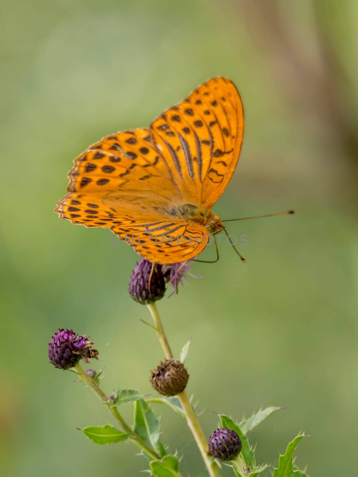 Orange imperial coat butterfly sits on a thistle blossom in front of blurred green background