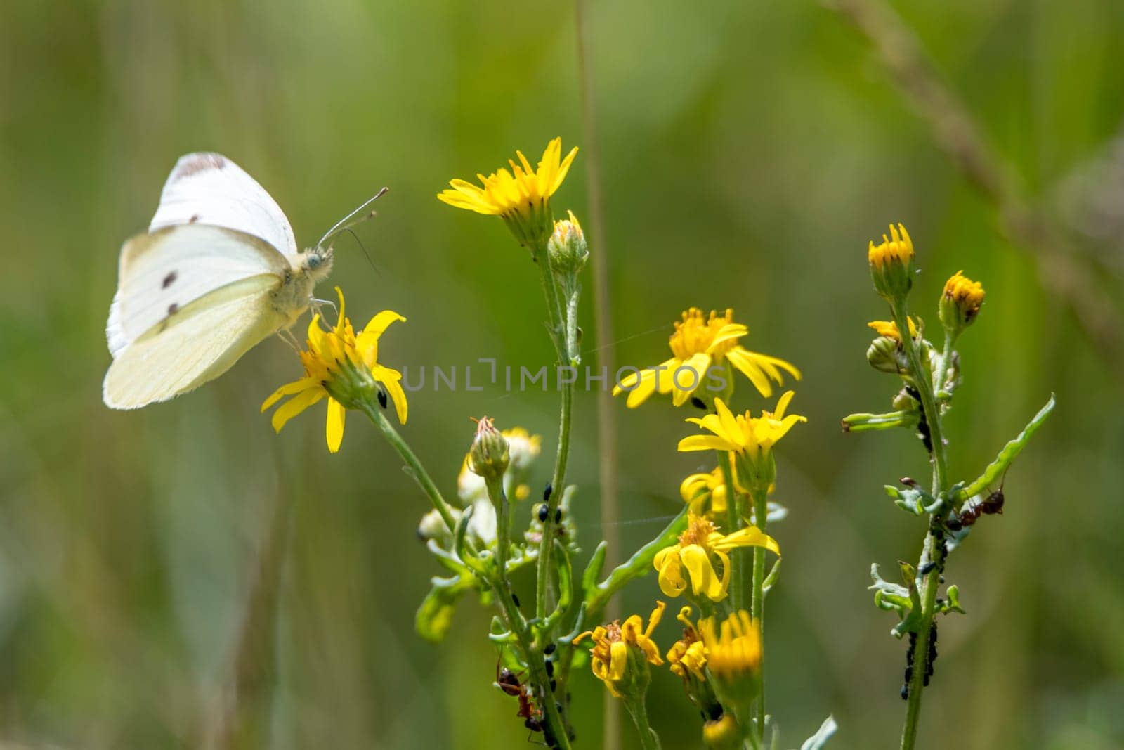 White cabbage white butterfly sits on a yellow blossom in front of blurred green background