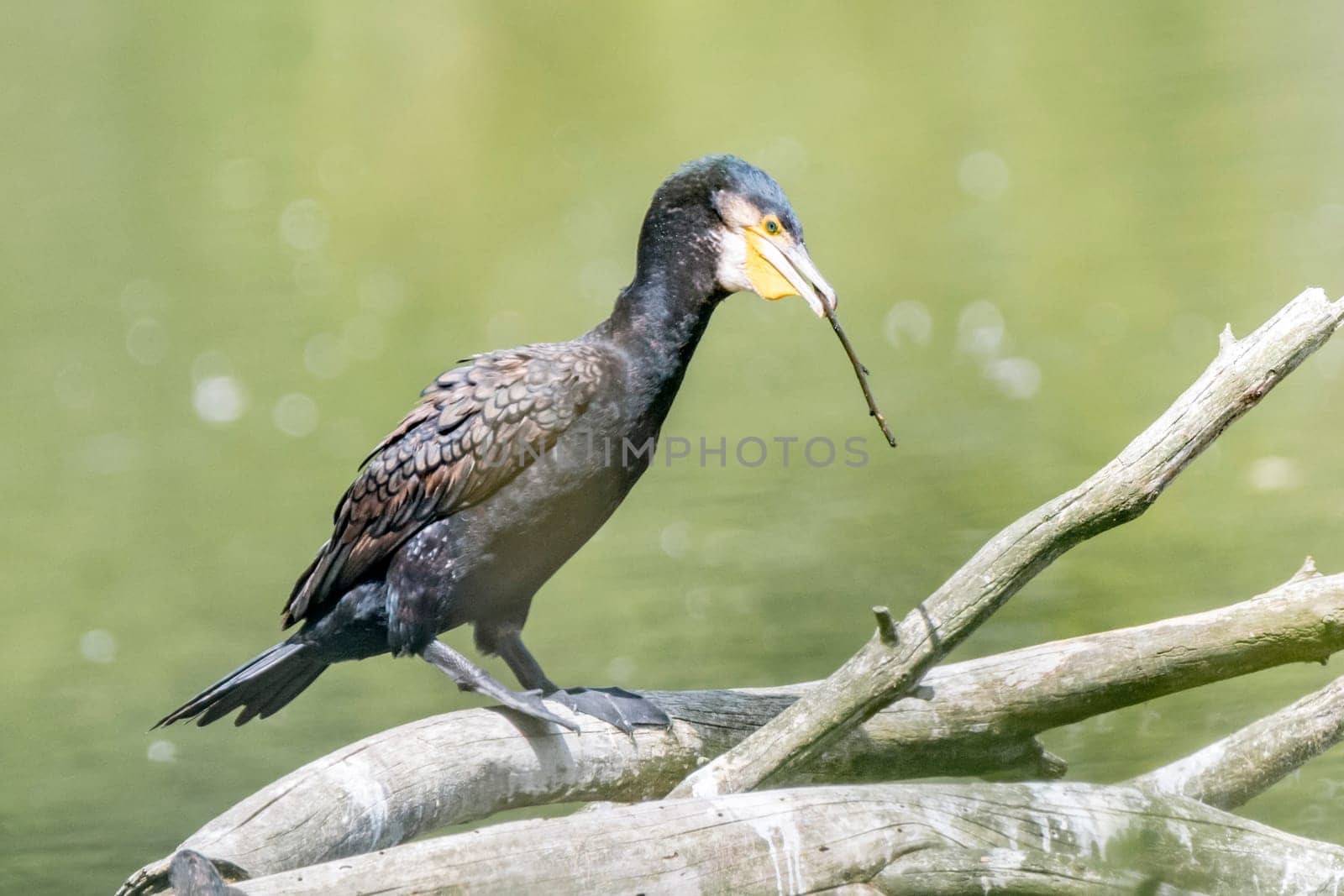 Cormorant sits on a branch in the water and carries a branch in its beak