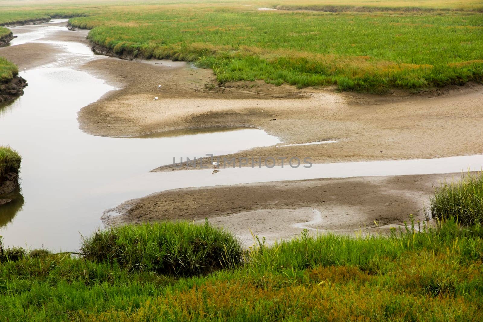 German North Sea coast at low tide with sand dunes, mud, grass, water and seagulls