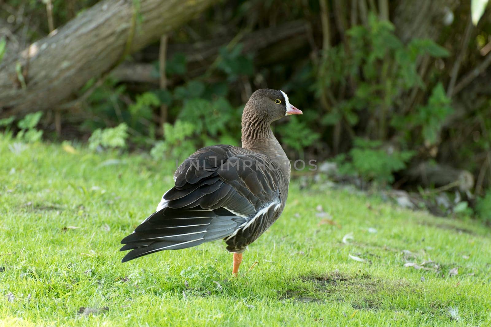 Pygmy Goose stands on one leg in a meadow with outstretched wings