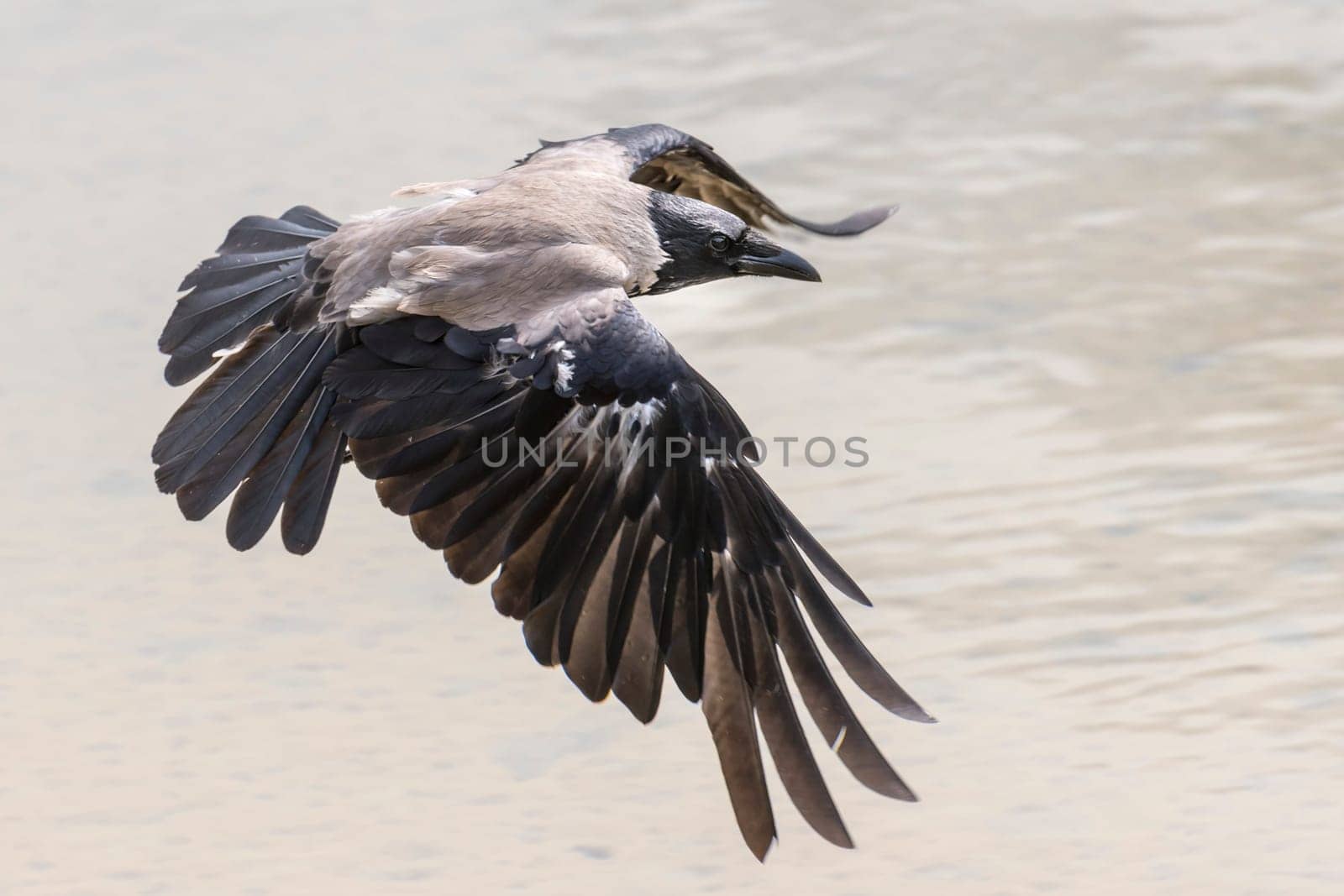 Hooded Crow - Jackdaw landing on blurred gray background