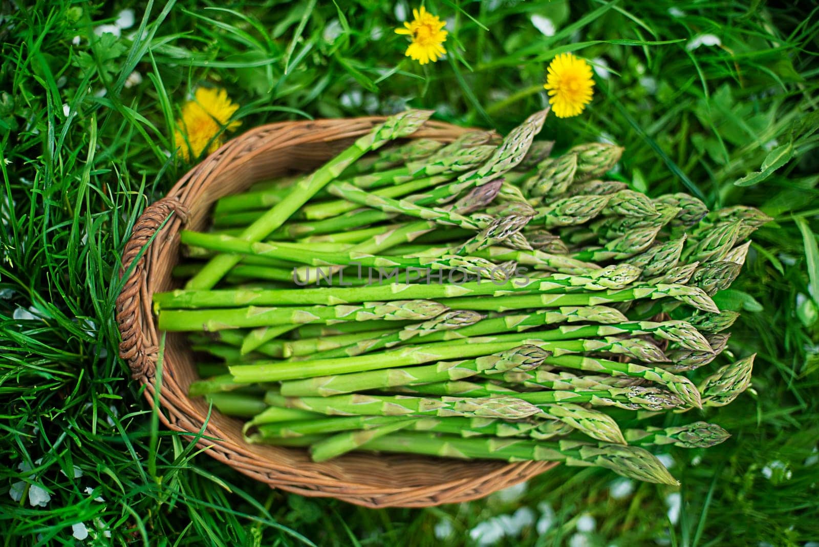 Asparagus. Fresh Asparagus. Green Asparagus. Picking asparagus to the basket.