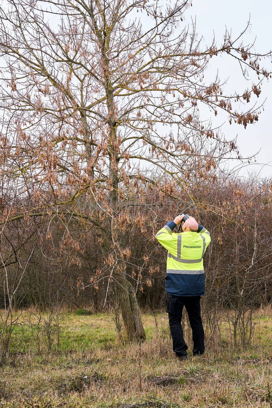 Expert during the examination of trees for a possible pest infestation by the Asian longhorned beetle. The beetle from Asia was first registered in Europe in 2001.