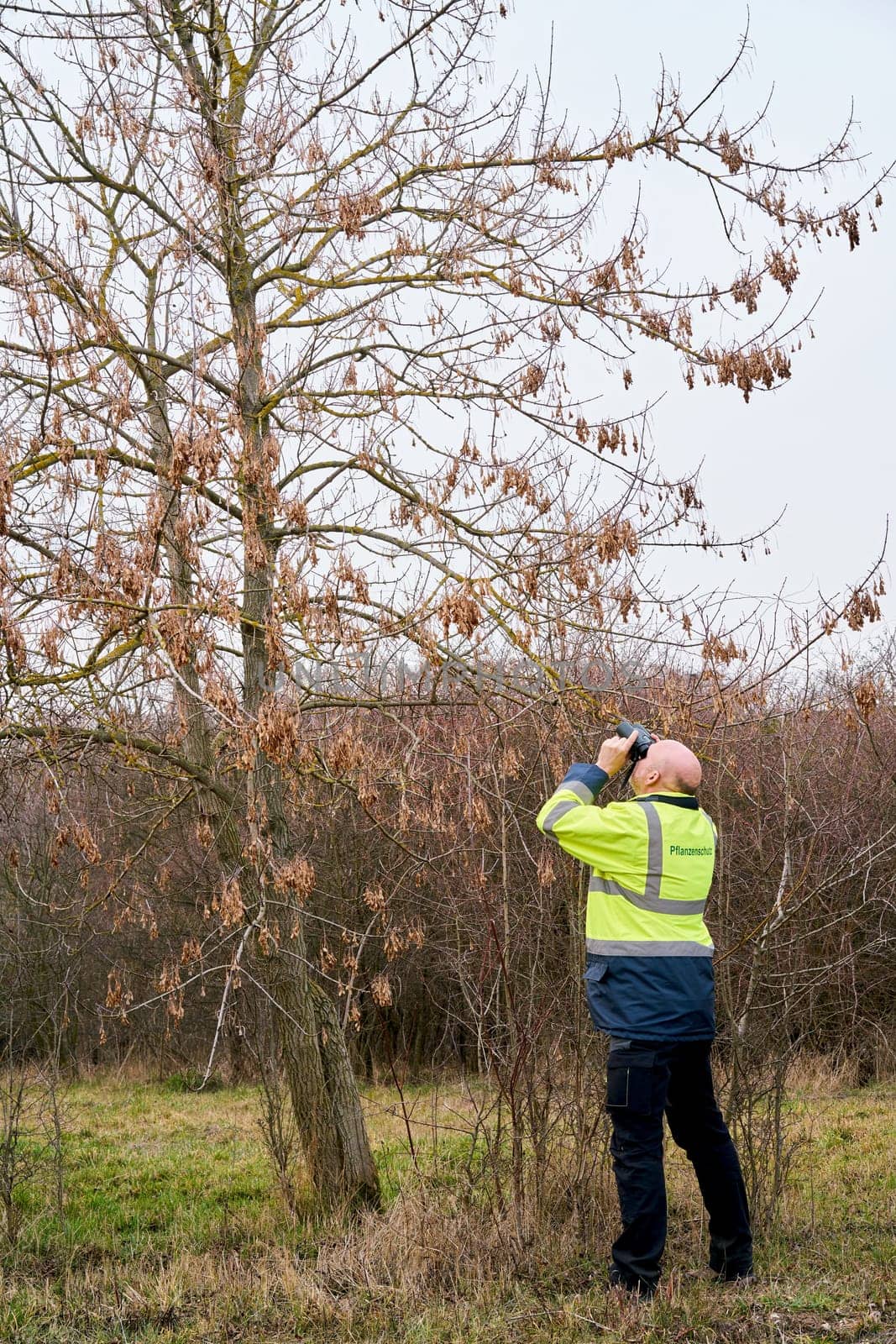 Expert during the examination of trees for a possible pest infestation by the Asian longhorned beetle. The beetle from Asia was first registered in Europe in 2001.