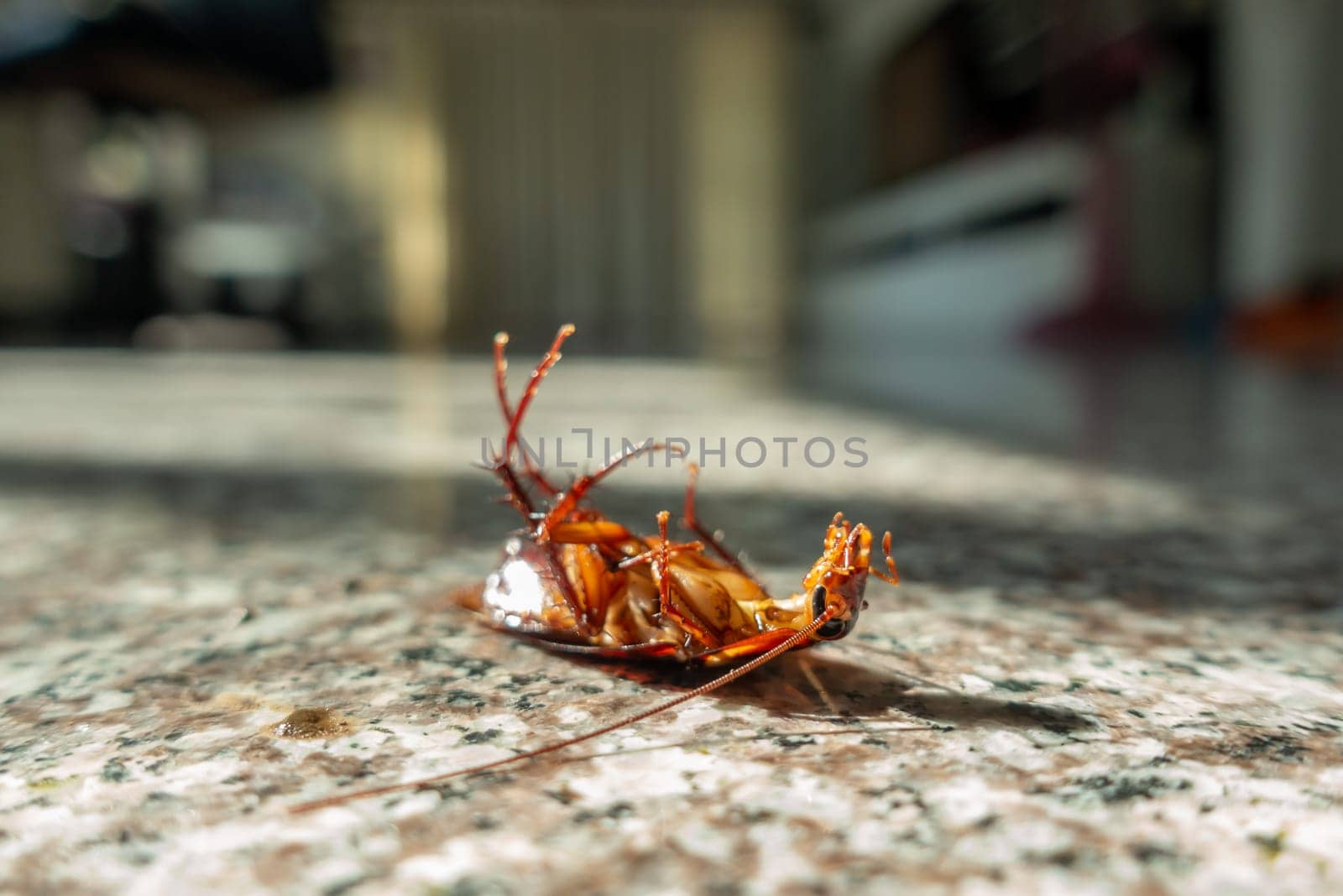 Dead cockroach on floor, pest control concept