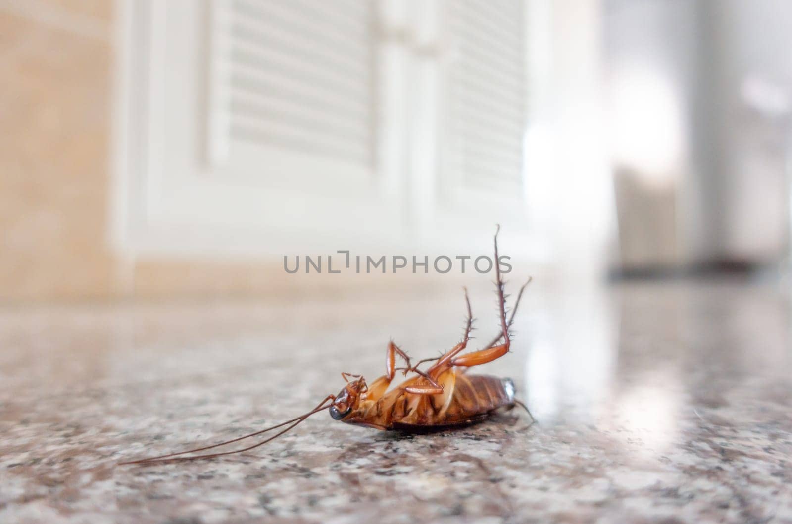 Dead cockroach on floor, pest control concept